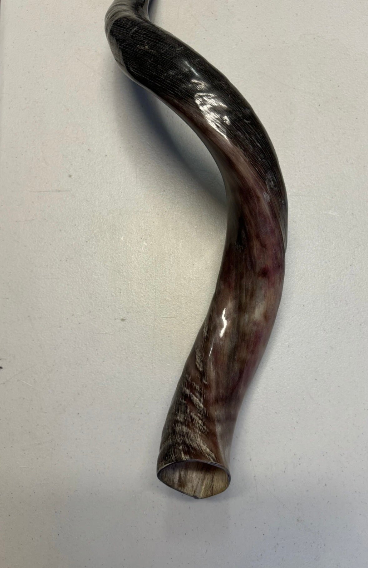 Yemenite Shofar Kudu Horn 27”-31”(70-80cm) New Half Polished Kosher