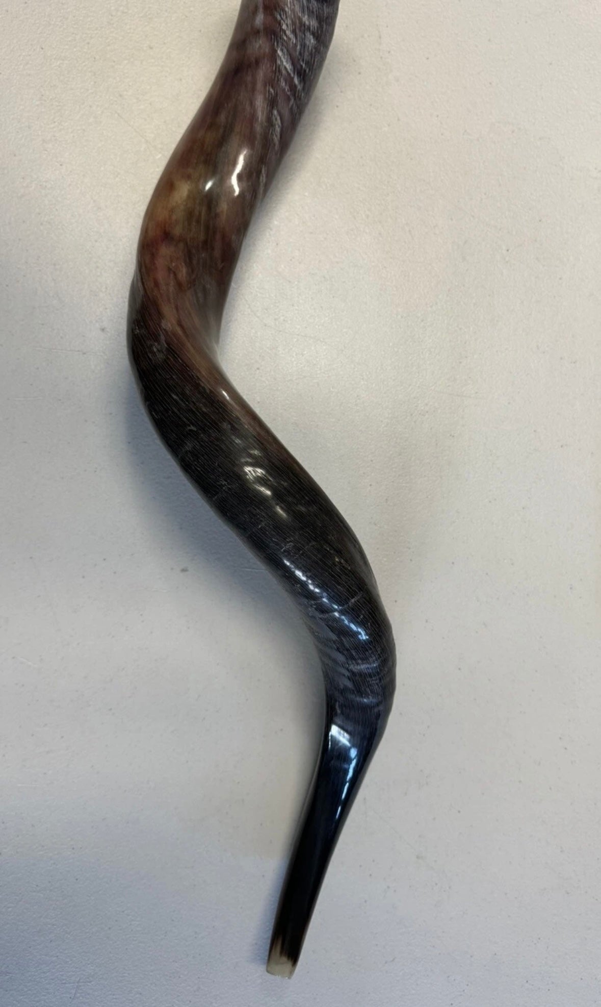 Yemenite Shofar Kudu Horn 27”-31”(70-80cm) New Half Polished Kosher