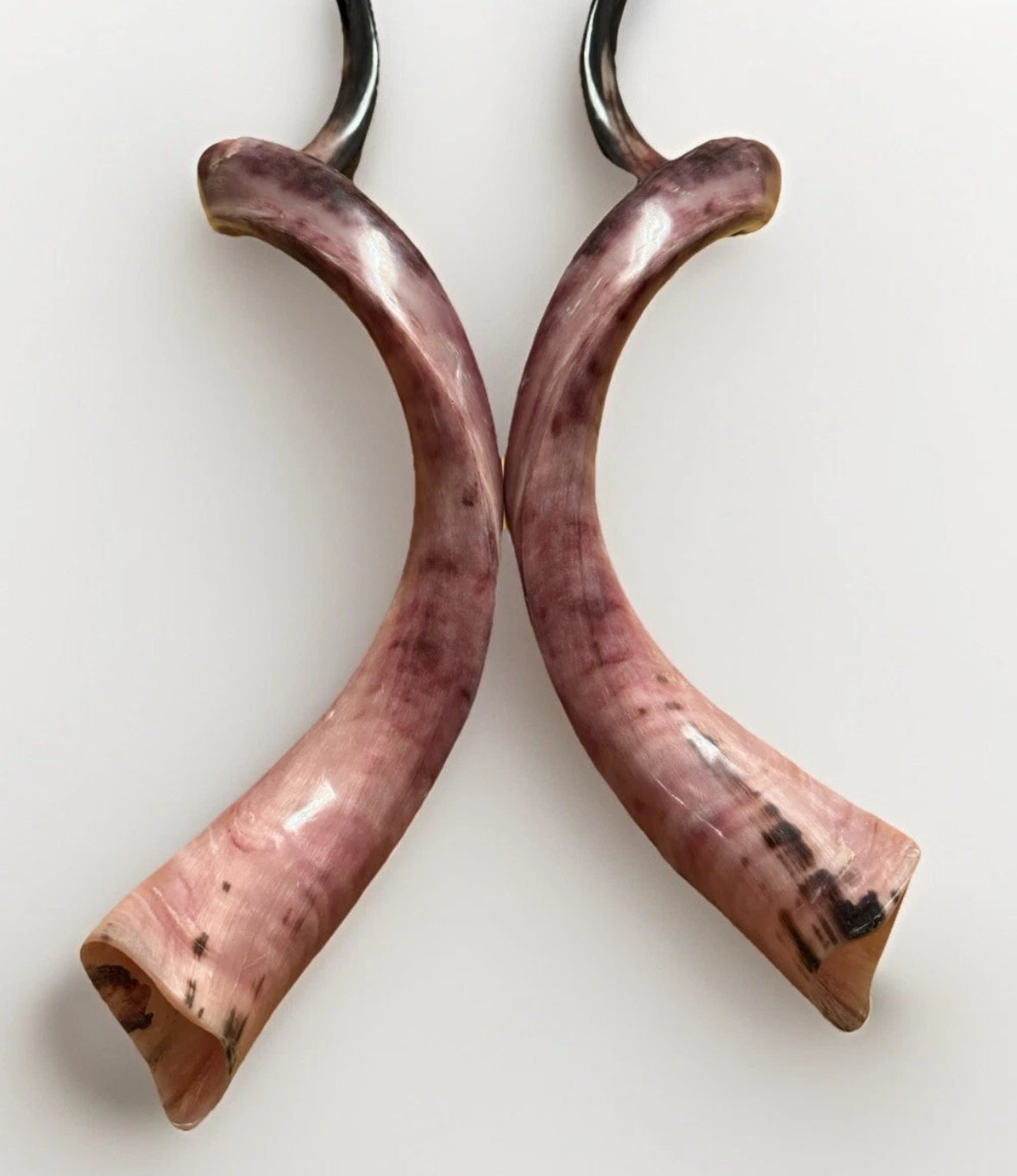 Twin Yemenite Kudu Horn Shofars Set 54" XXL Rare New Kosher Made Full Polished