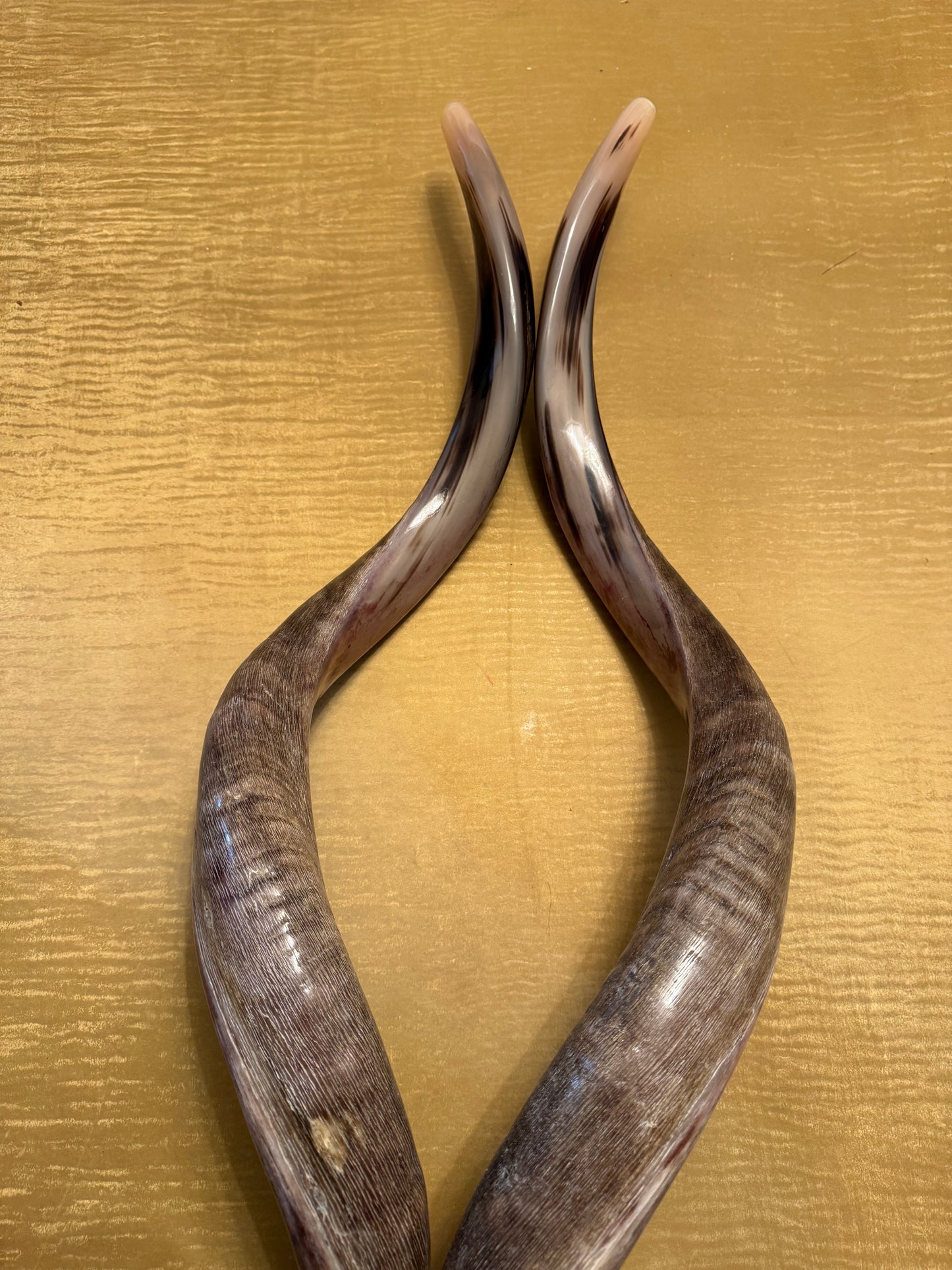 Twin Yemenite Kudu Horn Shofars Set 49” XXXL Rare Half Polished Kosher