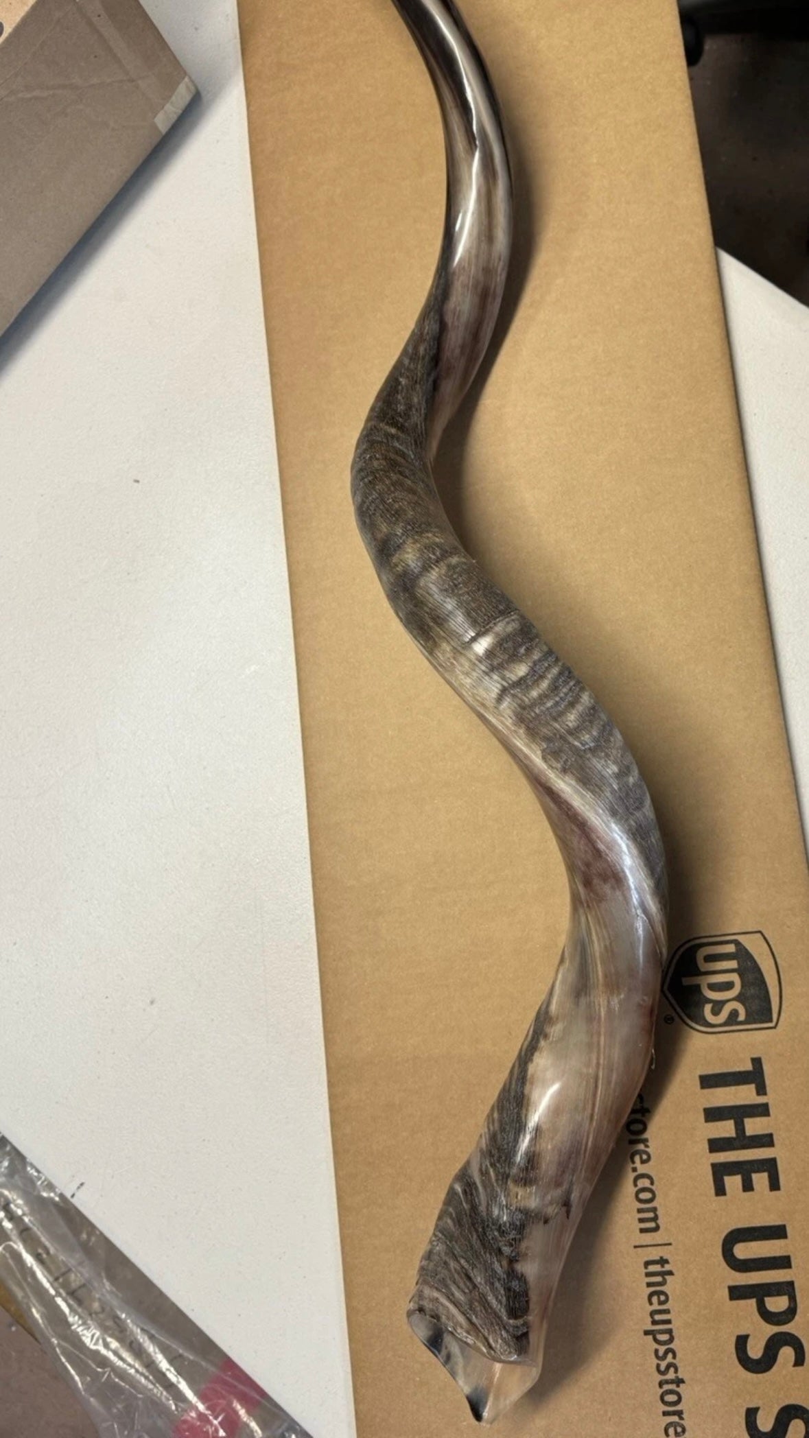 Shofar Yemenite Kudu Horn XXL 44”-48” New Half Polished Kosher