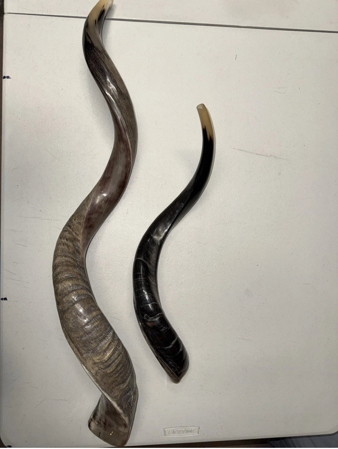 Yemenite Shofar Kudu Horns Set XXL 45” + 24”-26” New Kosher Half Polished