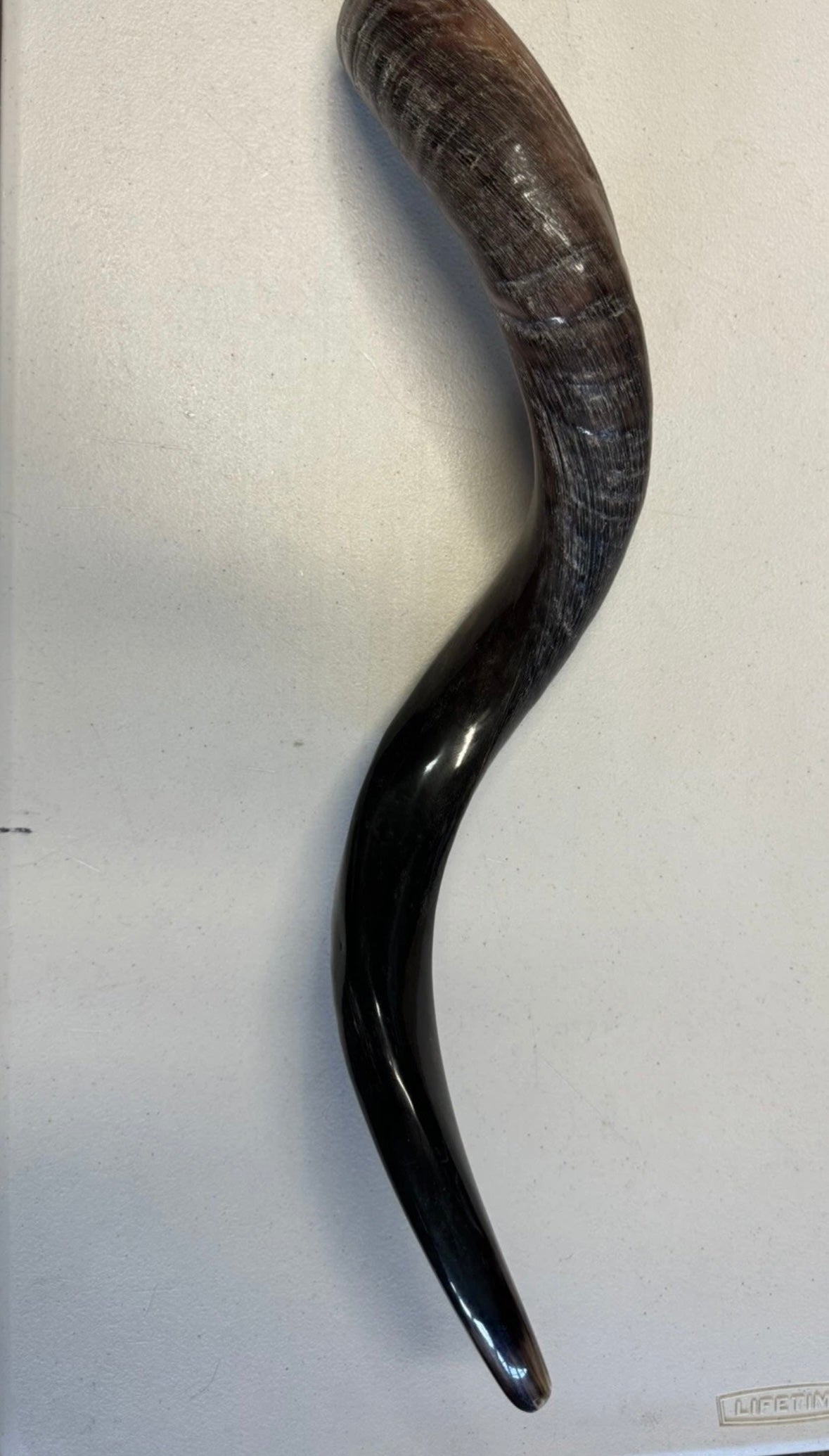 Yemenite Shofar Kudu Horn 27”-31”(70-80cm) New Half Polished Kosher