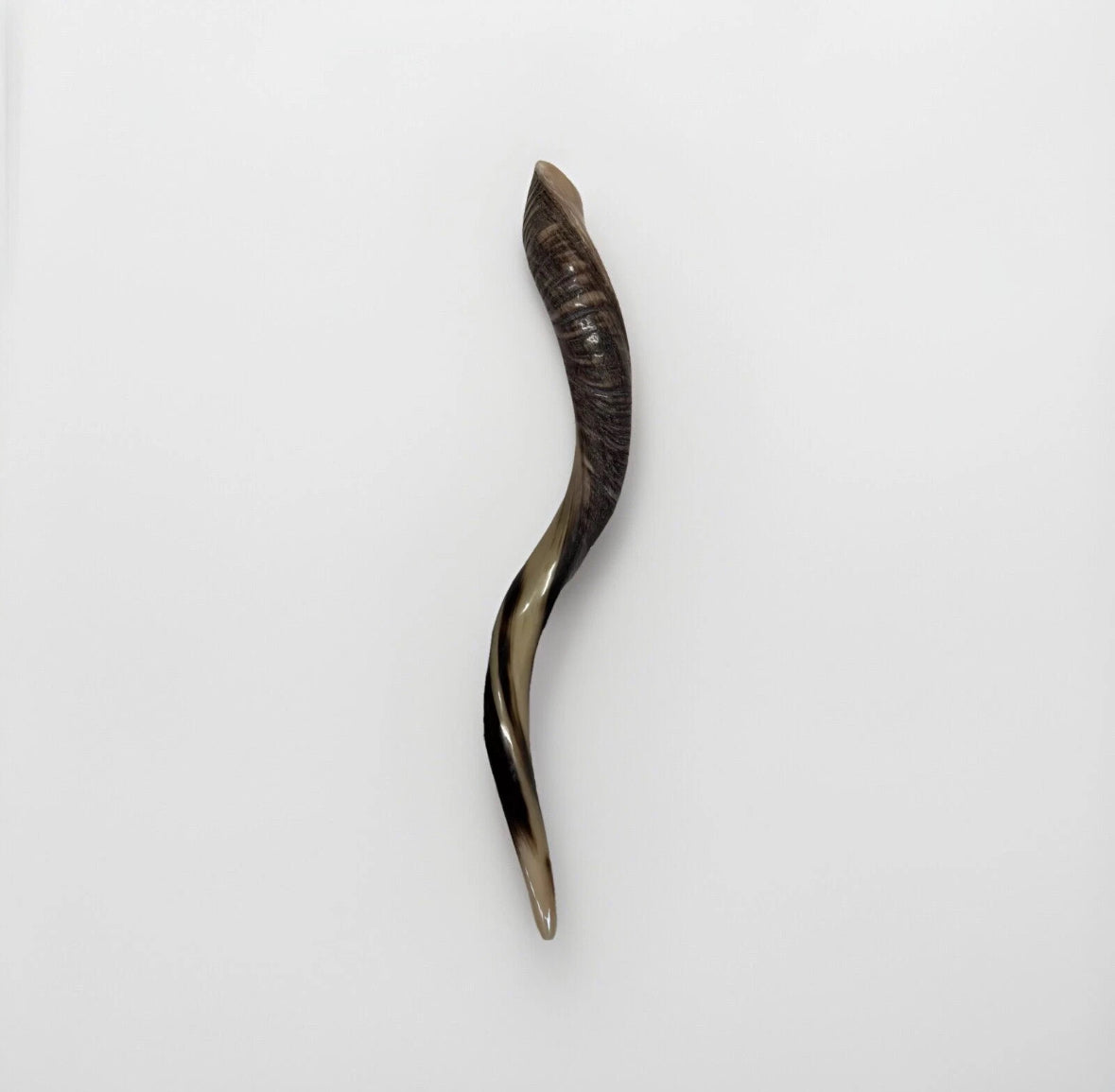 Yemenite Shofar Kudu Horn 24”-27”' New Kosher Made Half Polished