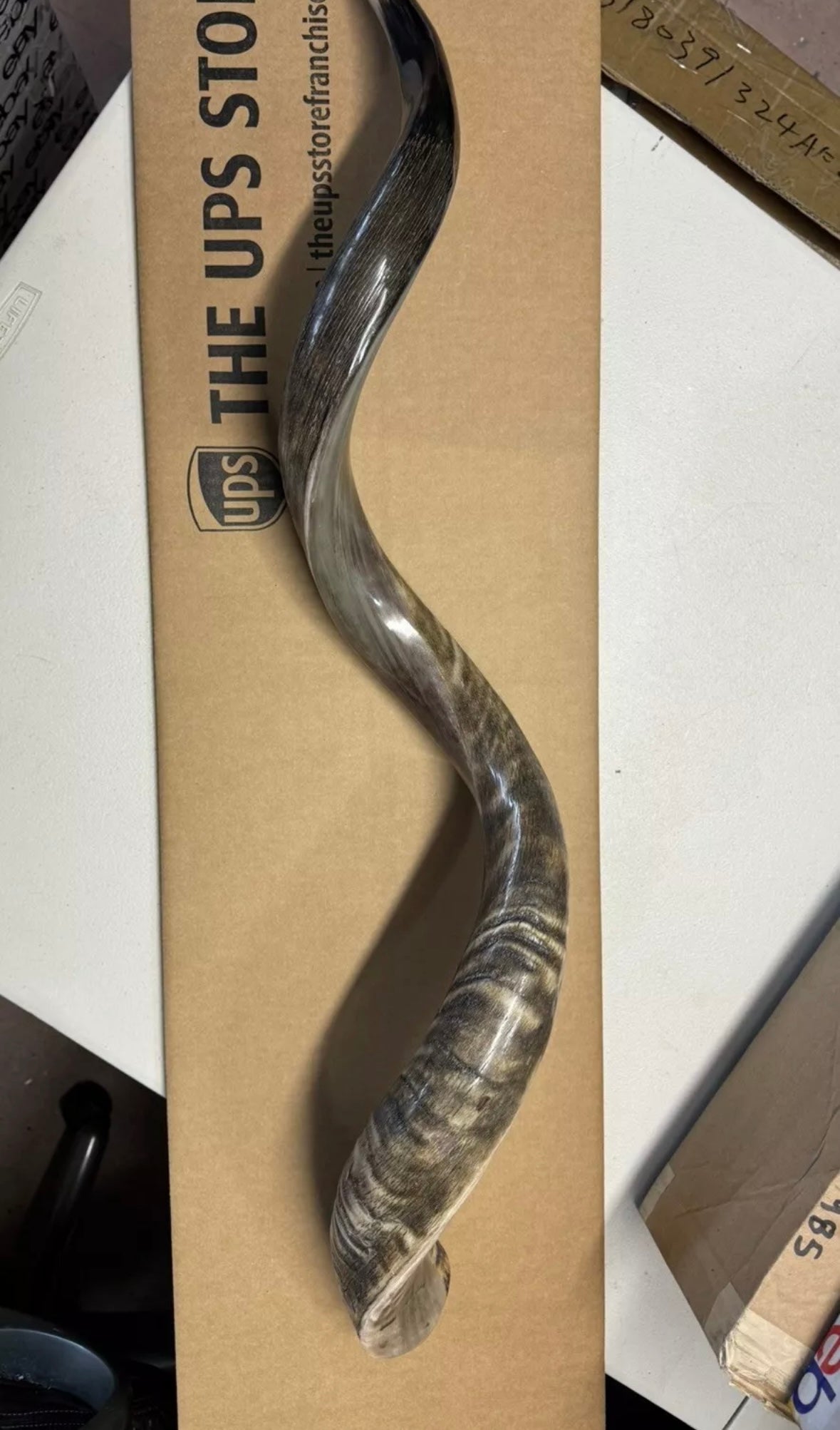 Shofar Yemenite Kudu Horn XXL 44”-48” New Half Polished Kosher