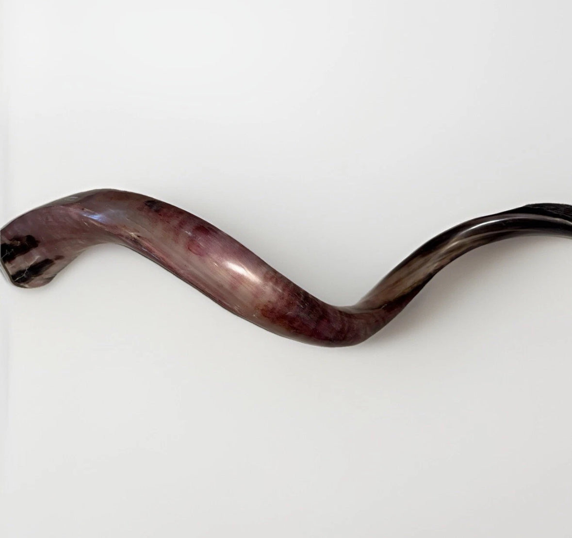Yemenite Shofar Kudu Horn 50”-55” XXXL New Kosher Made Full Polished