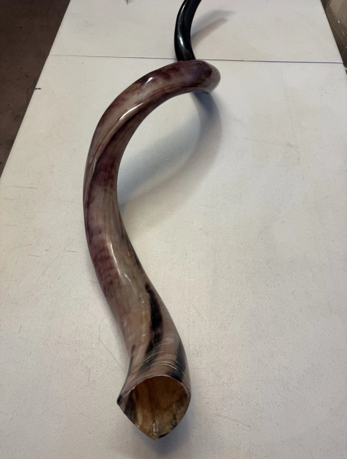 Yemenite Shofar Kudu Horn 50”-55” XXXL New Kosher Made Full Polished