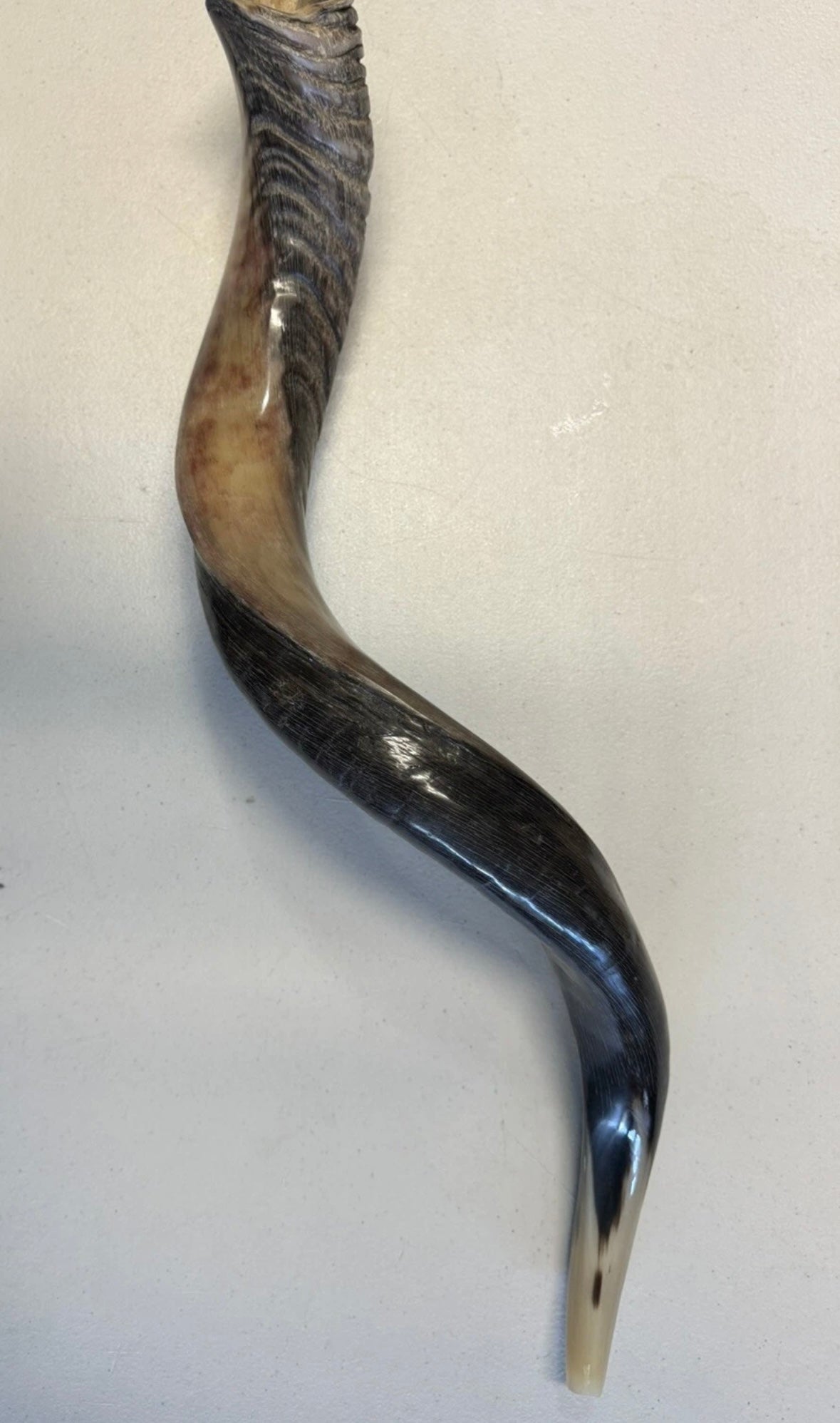 Yemenite Shofar Kudu Horn 27”-31”(70-80cm) New Half Polished Kosher