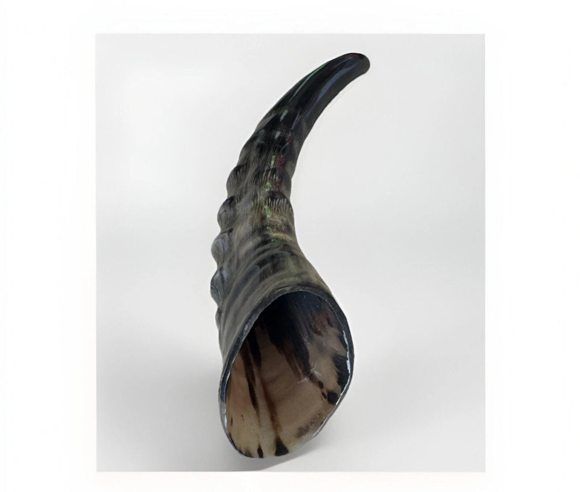 Blesbok Horn Shofar Rare 10”-12” New Kosher Made