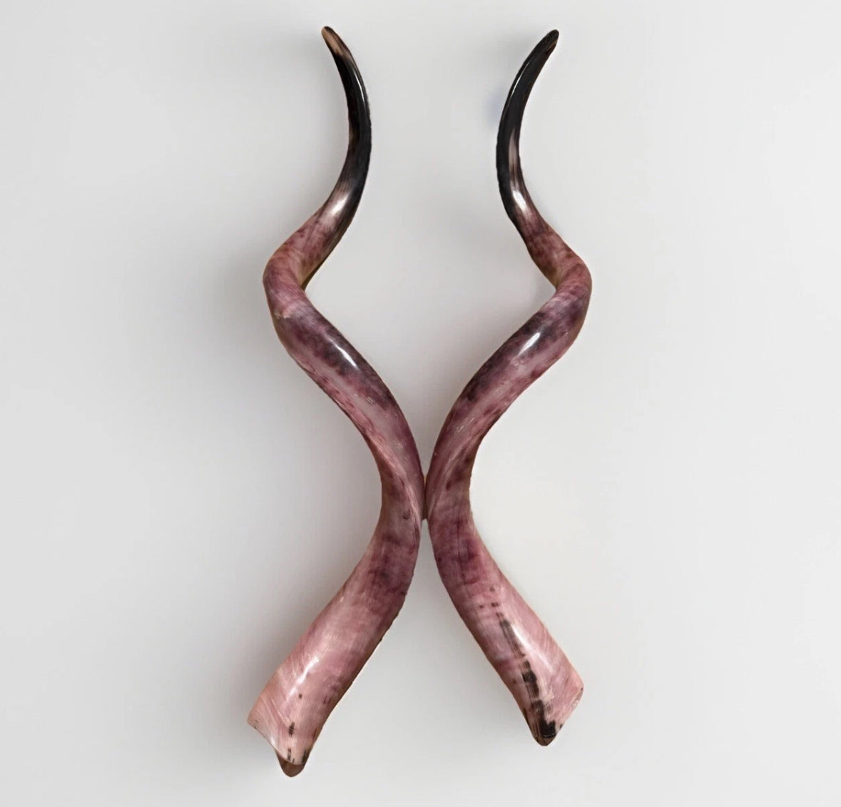 Twin Yemenite Kudu Horn Shofars Set 54" XXL Rare New Kosher Made Full Polished