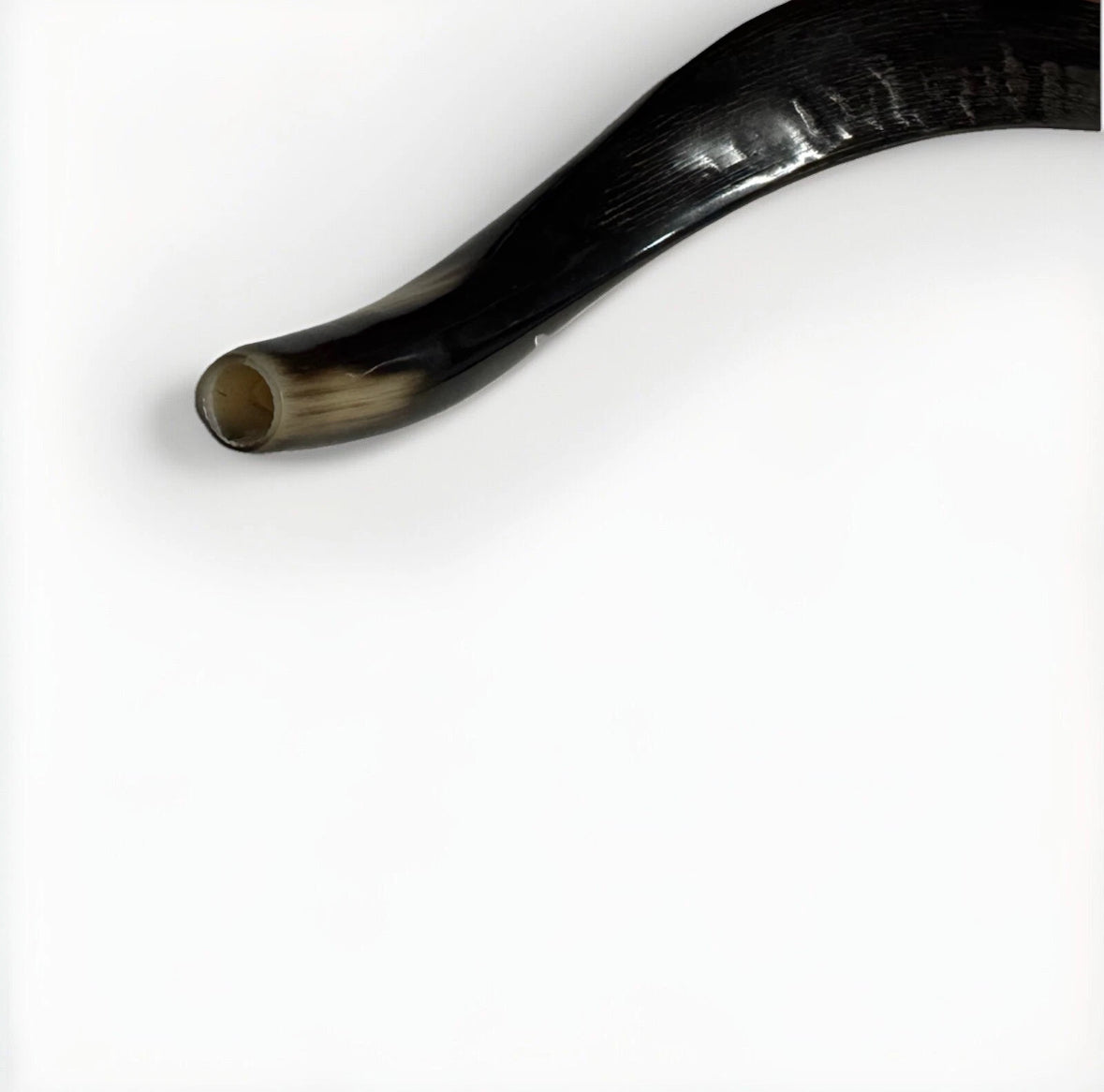 Eland Oryx Waterbuck Kudu Blesbok Shofar Horns 18”-27” Rare Set