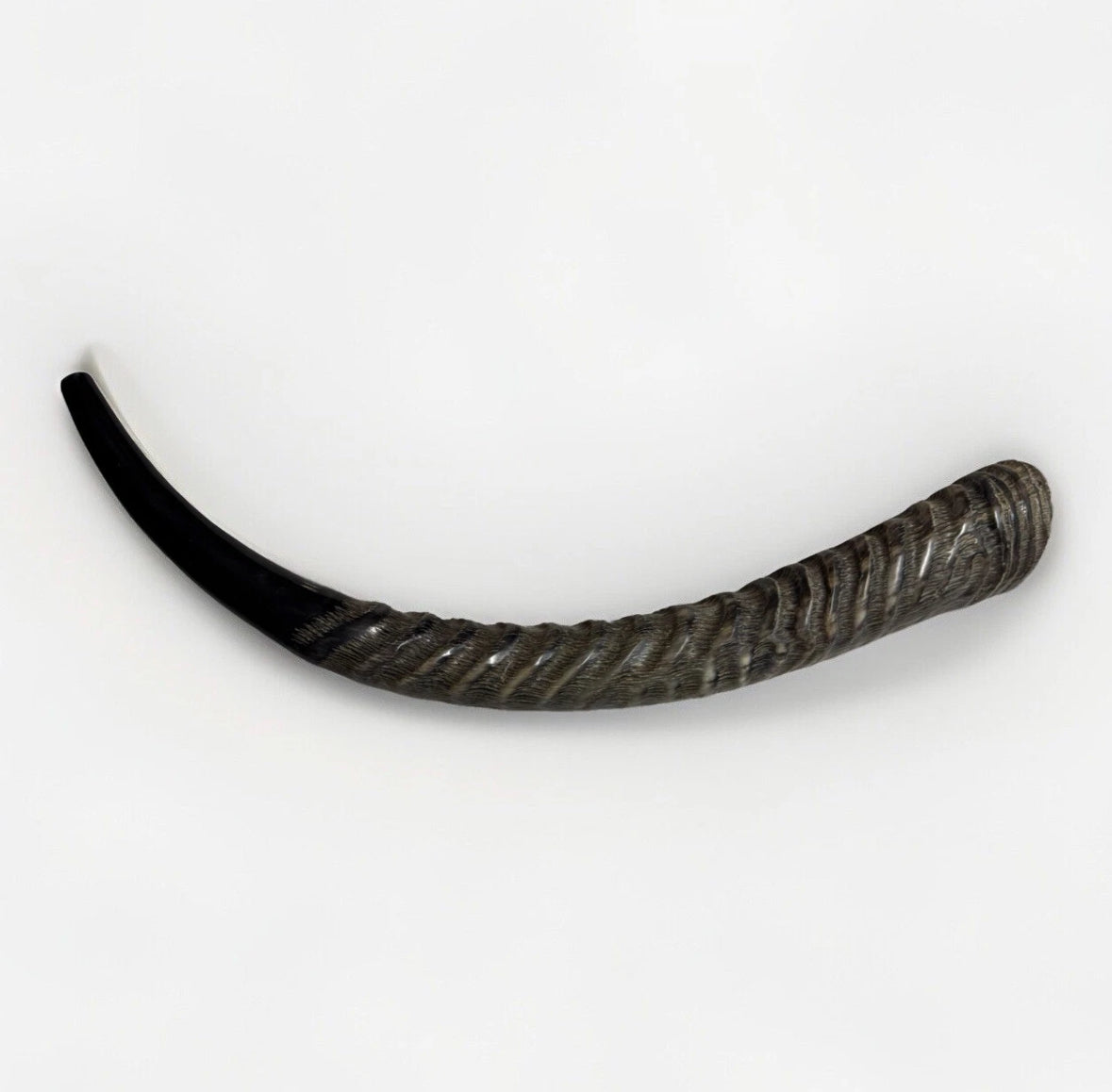 Waterbuck Horn Shofar Yemenite XL 22”-26” New Kosher Made