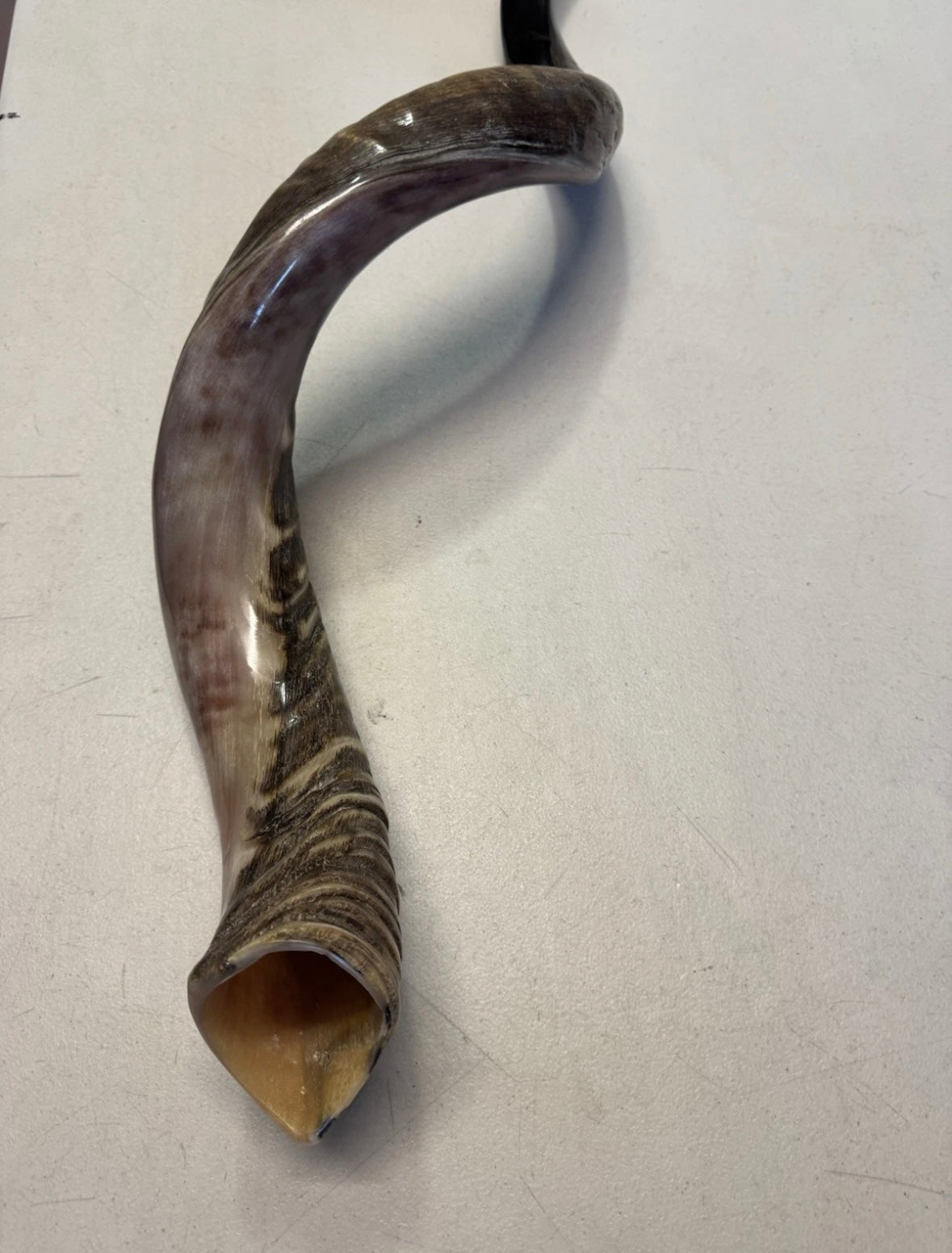 Yemenite Shofar Kudu Horn XXL 40”-44” New Half Polished Kosher