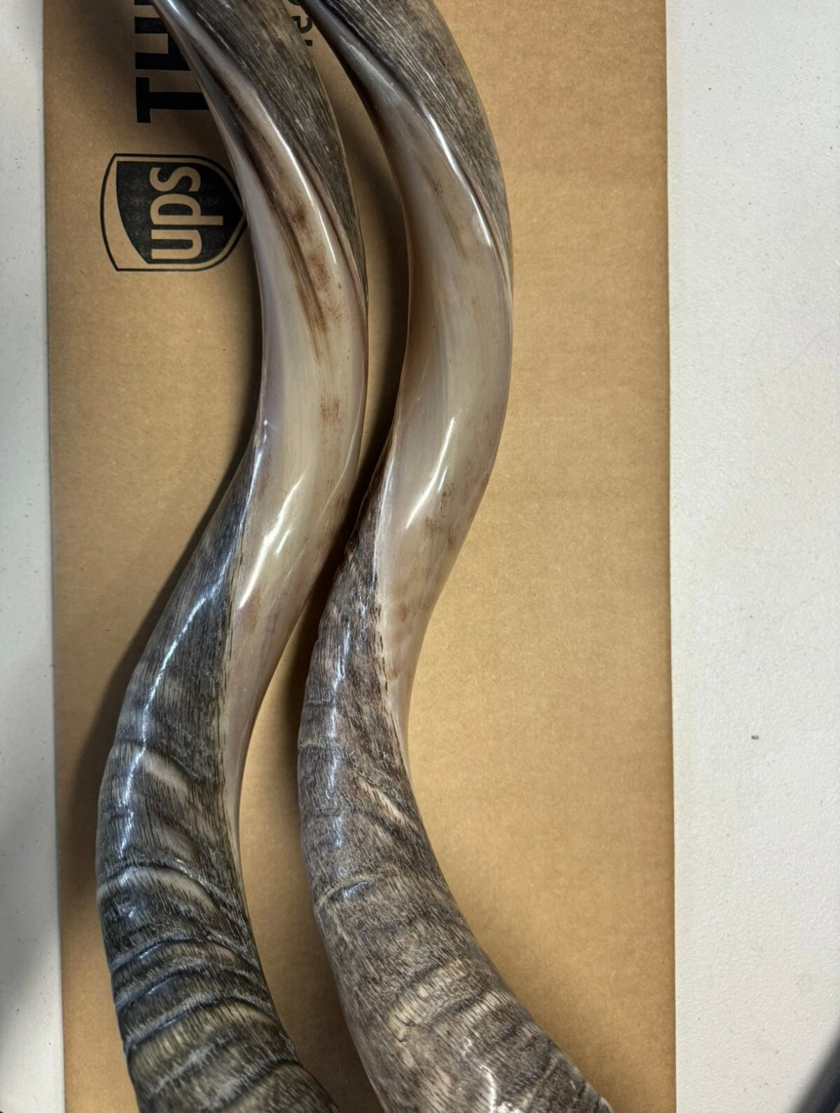 Shofar Yemenite Kudu Horn XXL 44”-48” New Half Polished Kosher