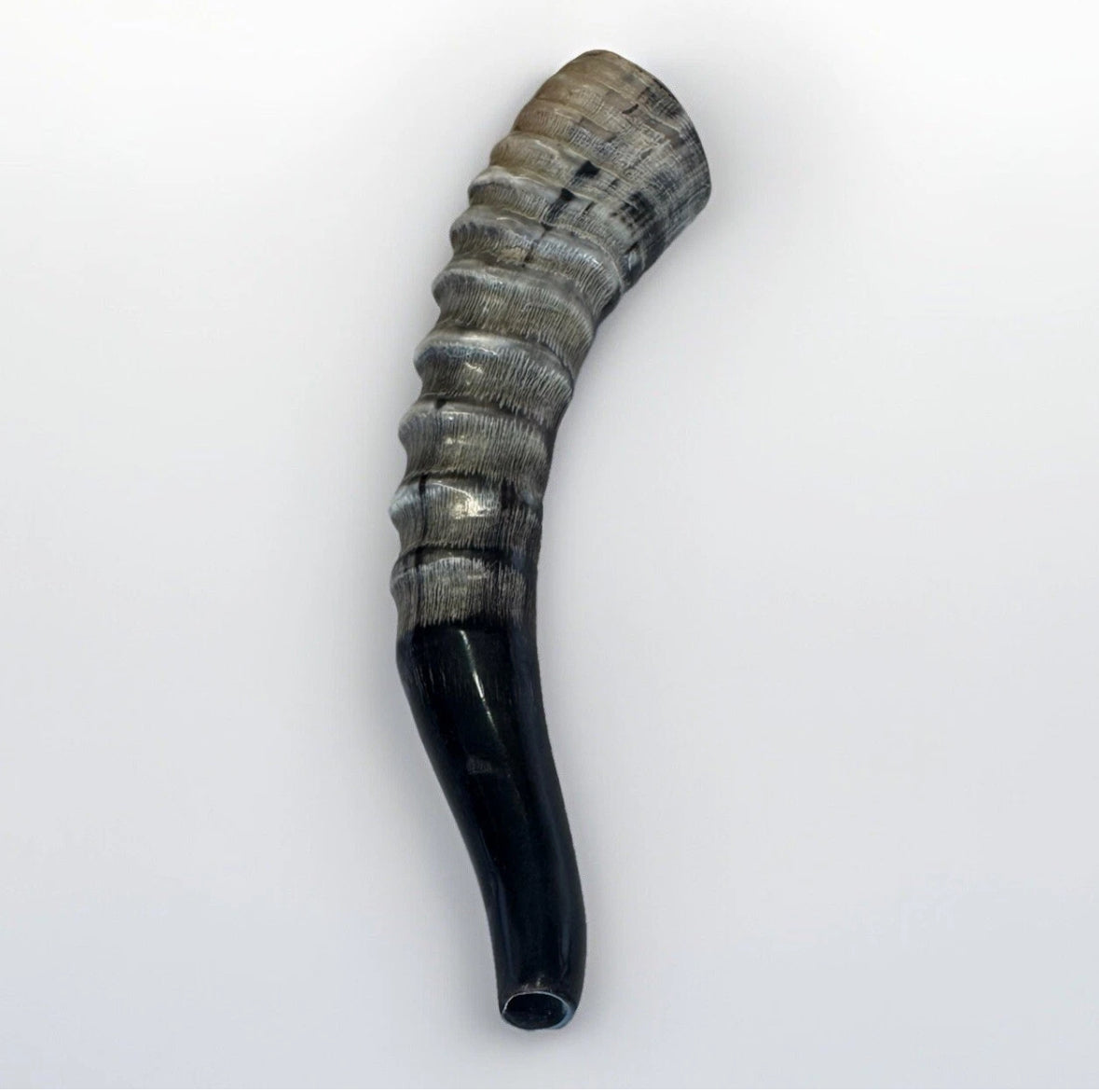 Blesbok Horn Shofar Rare 10”-12” New Kosher Made