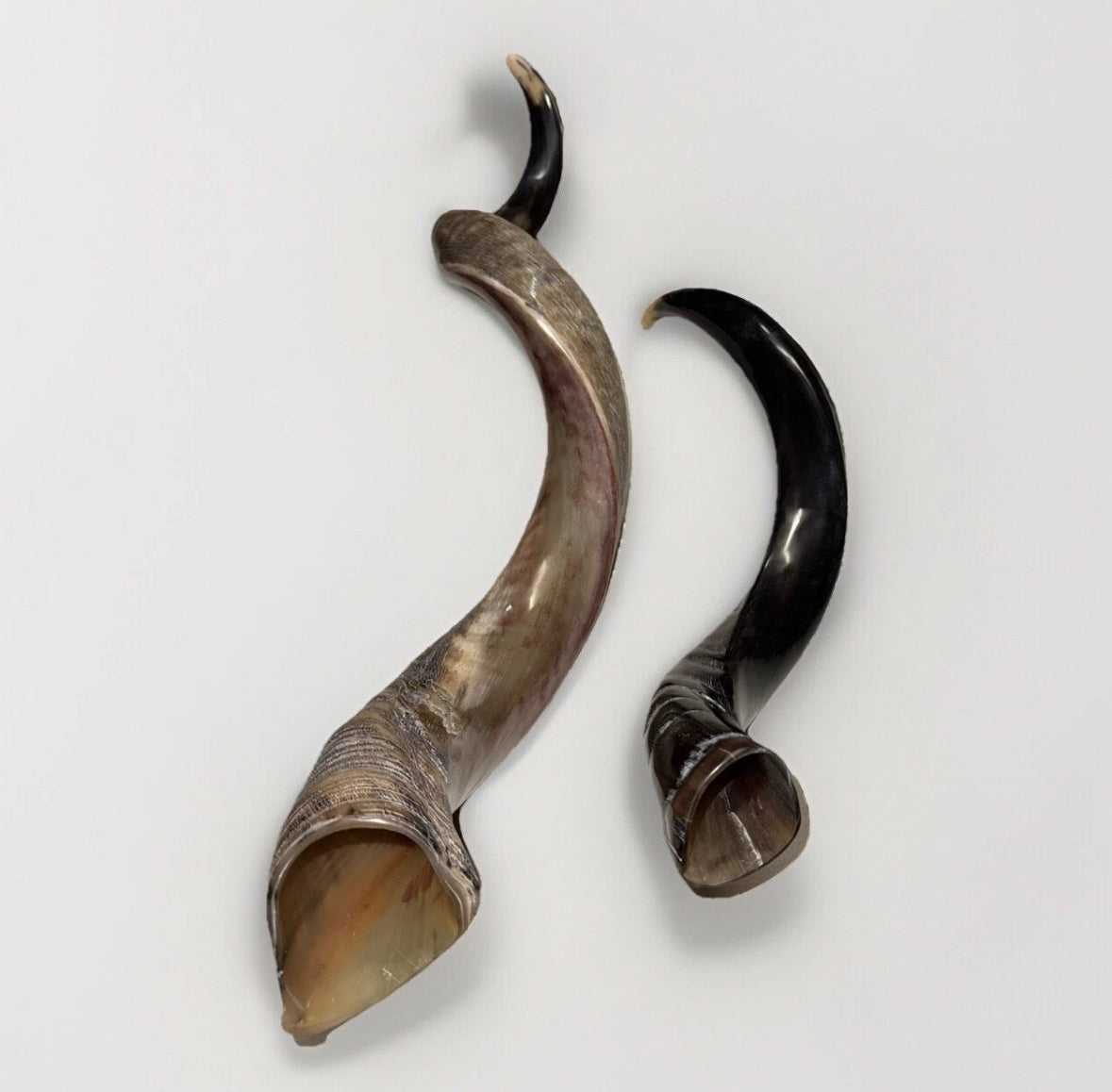 Yemenite Shofar Kudu Horns Set XXL 45” + 24”-26” New Kosher Half Polished