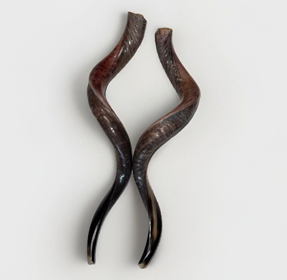 Yemenite Shofar Kudu Horn 27”-31”(70-80cm) New Half Polished Kosher