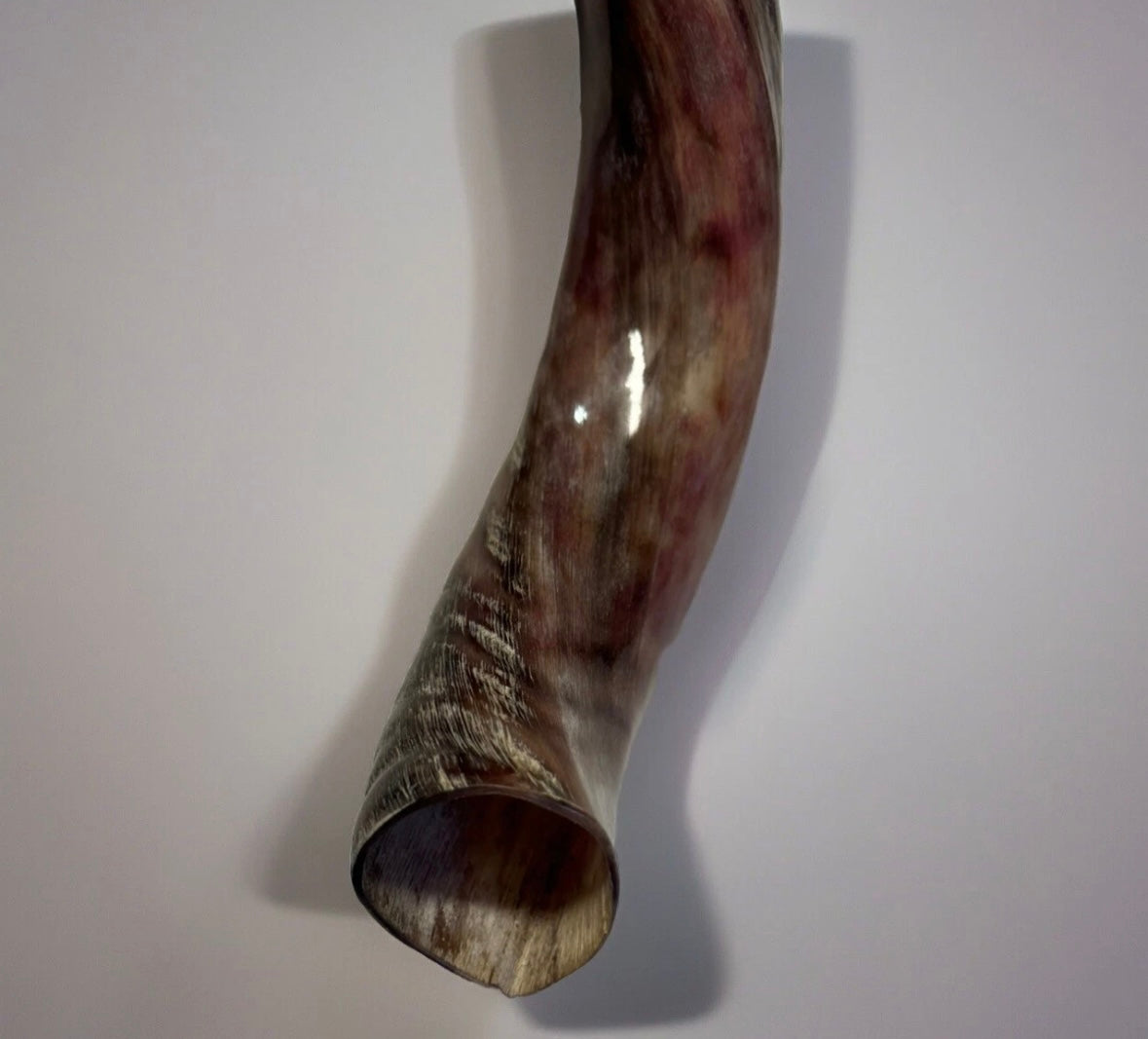 Yemenite Shofar Kudu Horn 27”-31”(70-80cm) New Half Polished Kosher
