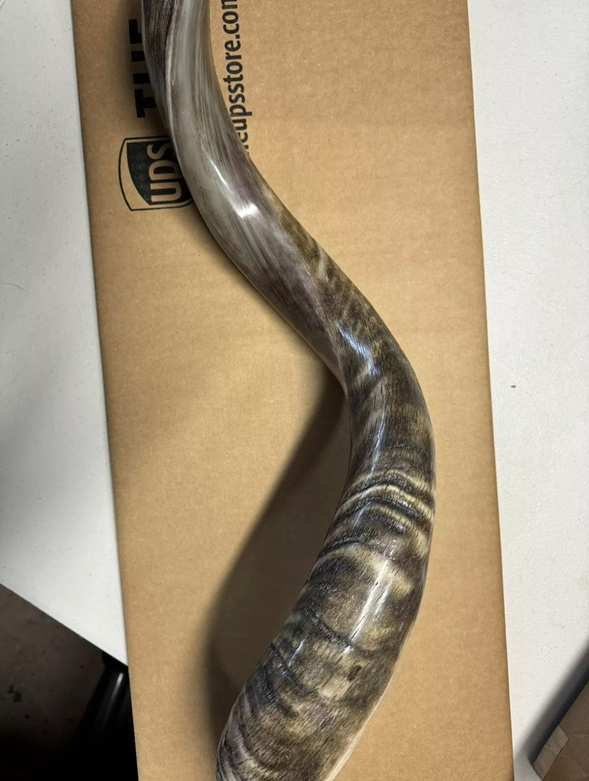 Shofar Yemenite Kudu Horn XXL 44”-48” New Half Polished Kosher
