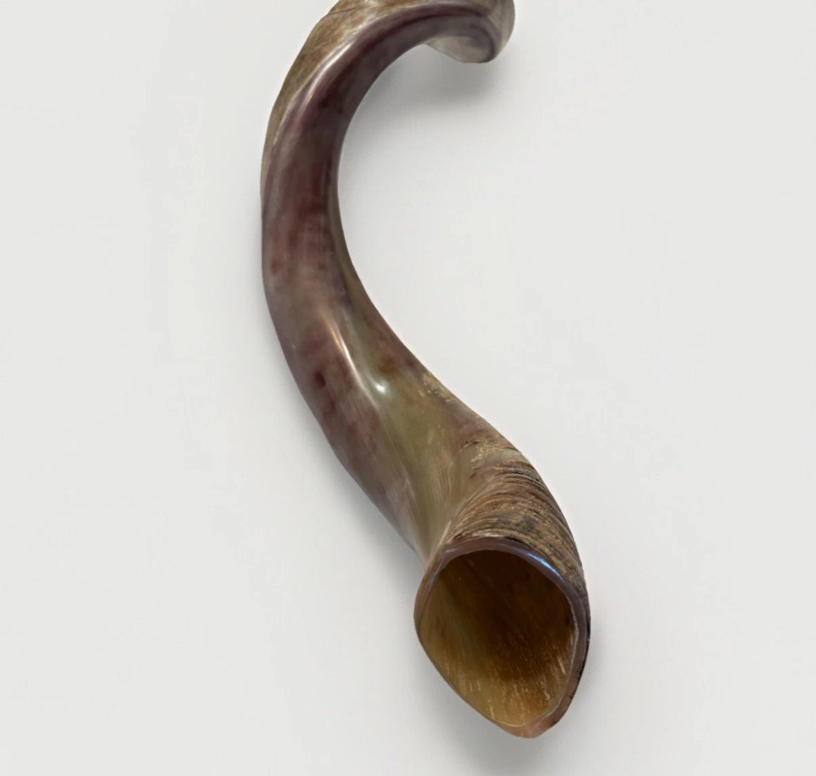 Yemenite Shofar Kudu Horn XXXL 50”-55" New Kosher Made Half Polished