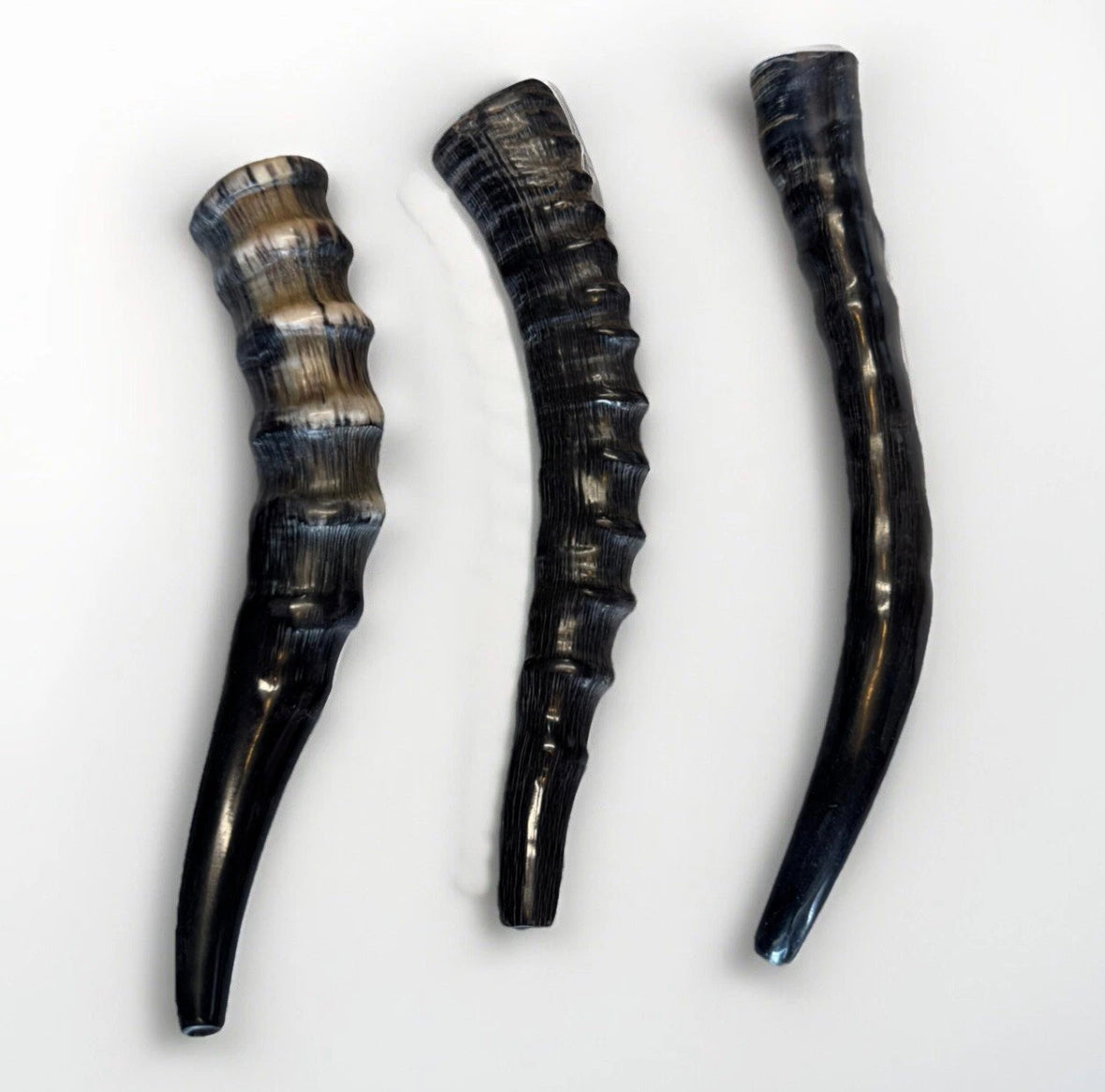 Blesbok Horn Shofar Rare 10”-12” New Kosher Made