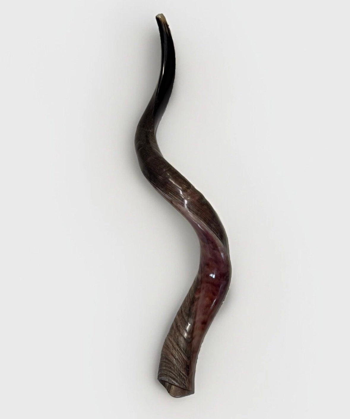 Yemenite Shofar Kudu Horn 27”-31”(70-80cm) New Half Polished Kosher