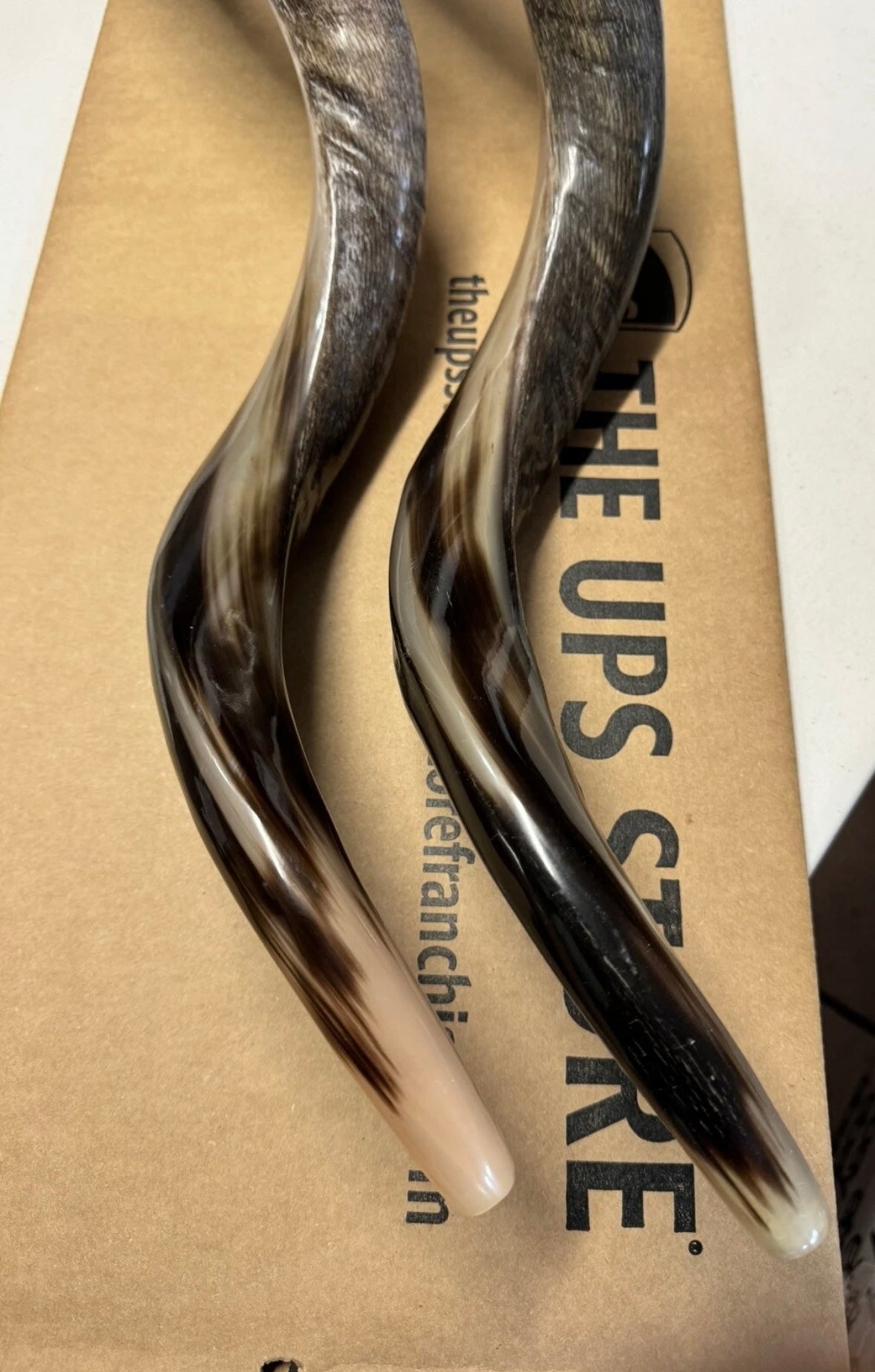 Shofar Yemenite Kudu Horn XXL 44”-48” New Half Polished Kosher