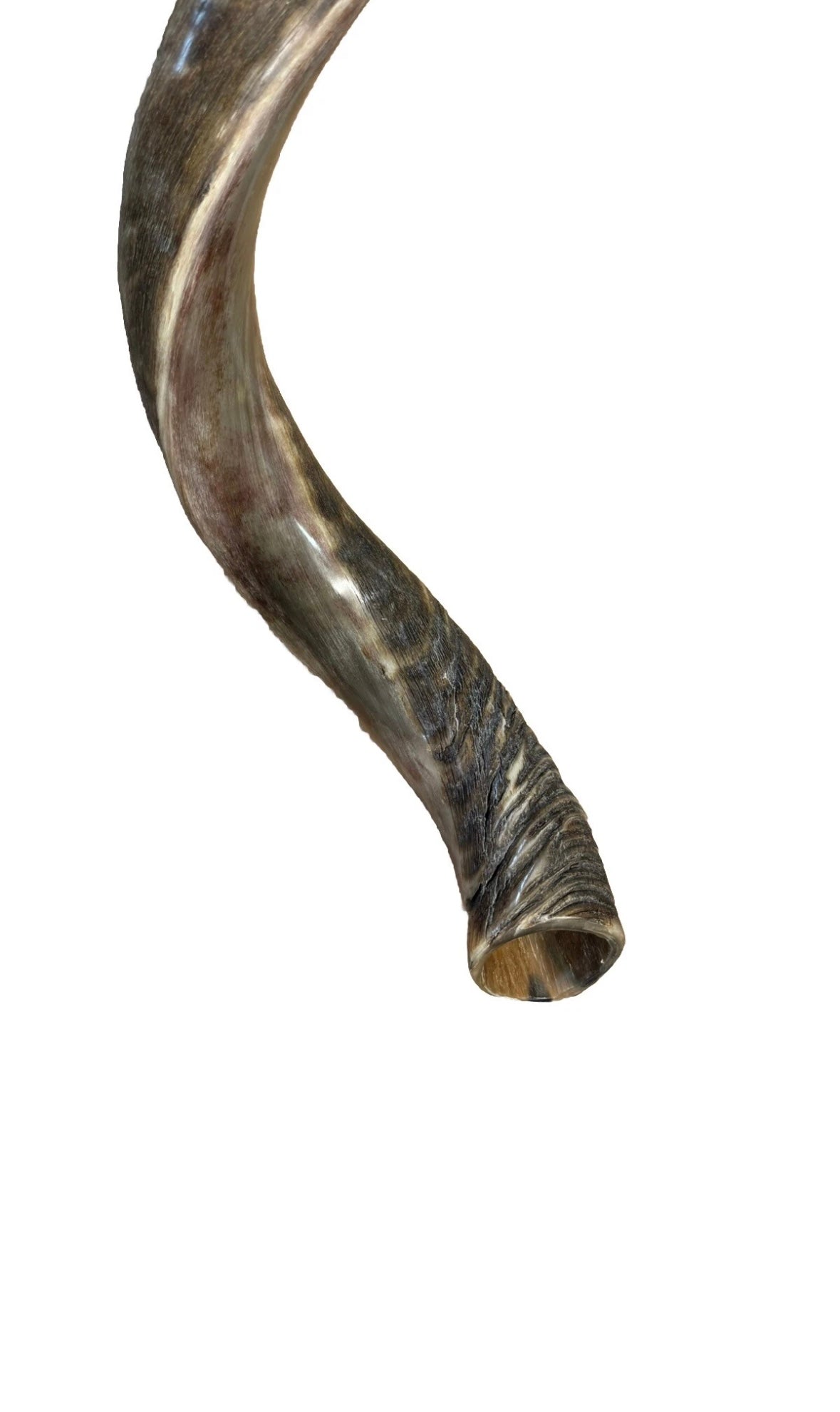 Shofar Yemenite Kudu Horn XXL 44”-48” New Half Polished Kosher