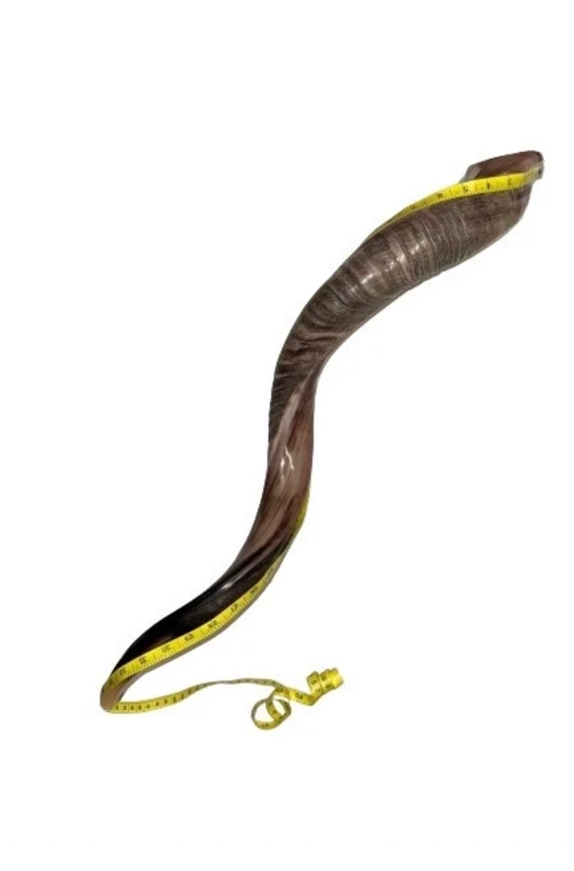 Yemenite Shofar Kudu Horn 27”-32”(70-85cm) Half Polished Kosher