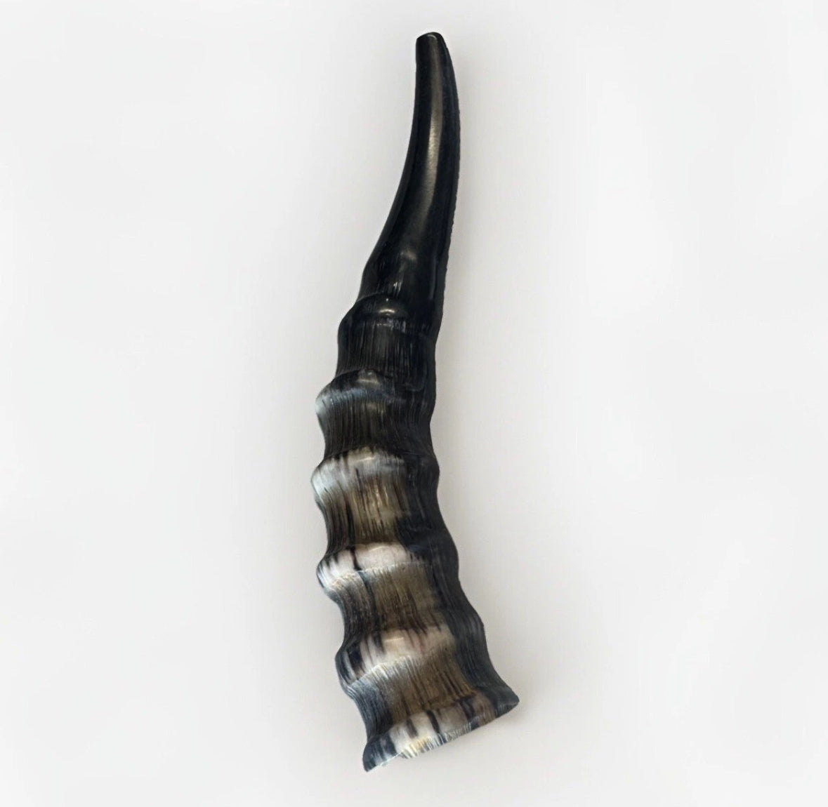 Blesbok Horn Shofar Rare 10”-12” New Kosher Made