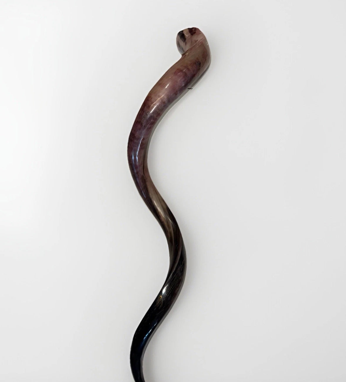 Yemenite Shofar Kudu Horn 50”-55” XXXL New Kosher Made Full Polished