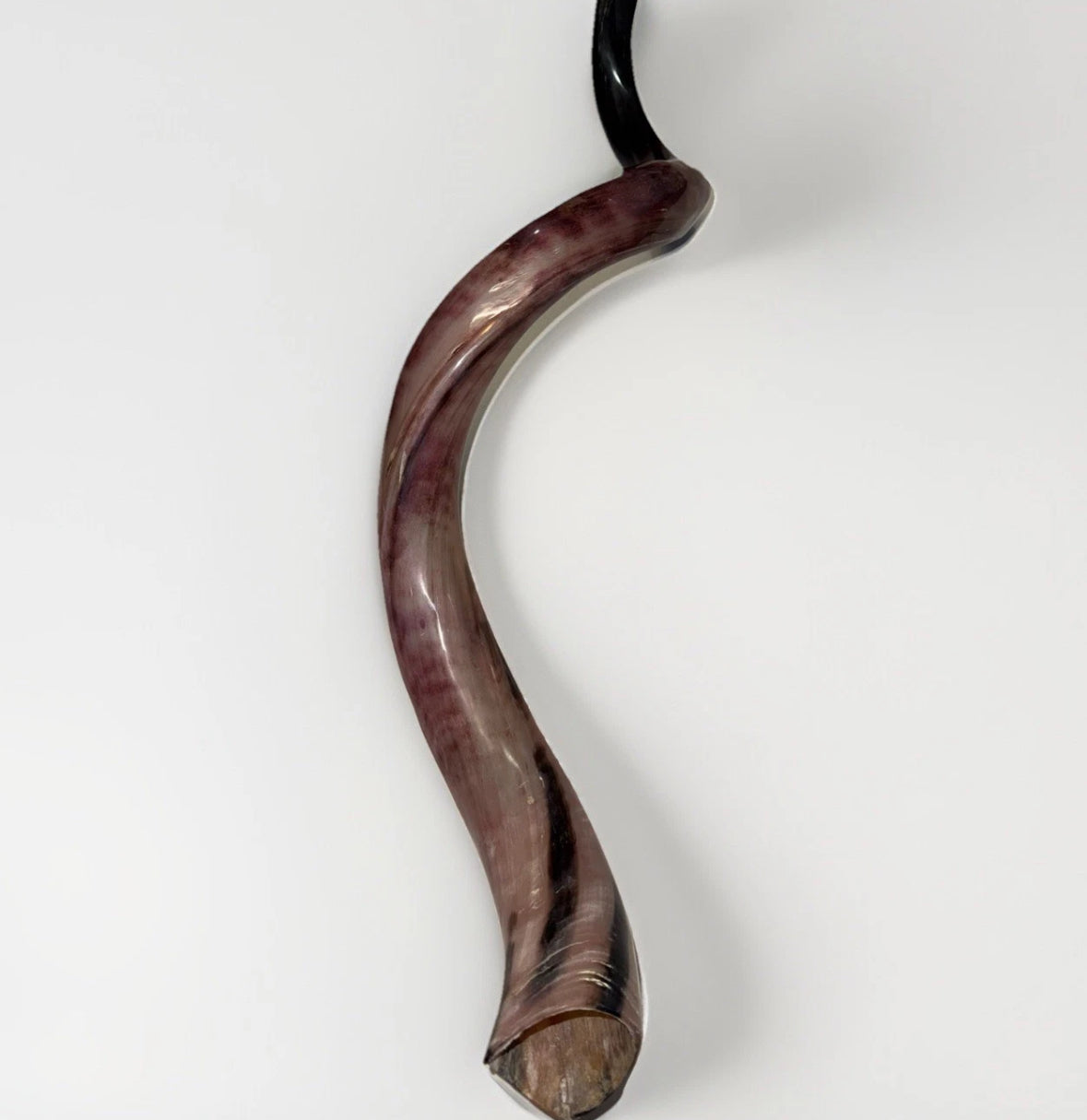 Yemenite Shofar Kudu Horn 50”-55” XXXL New Kosher Made Full Polished