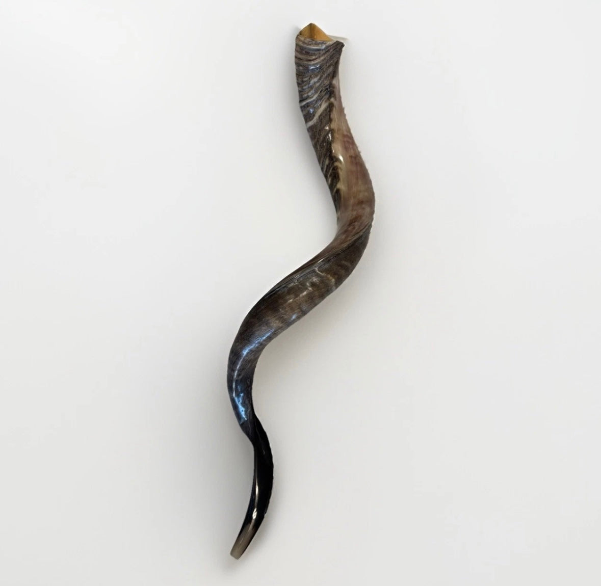 Yemenite Shofar Kudu Horn XXL 40”-44” New Half Polished Kosher
