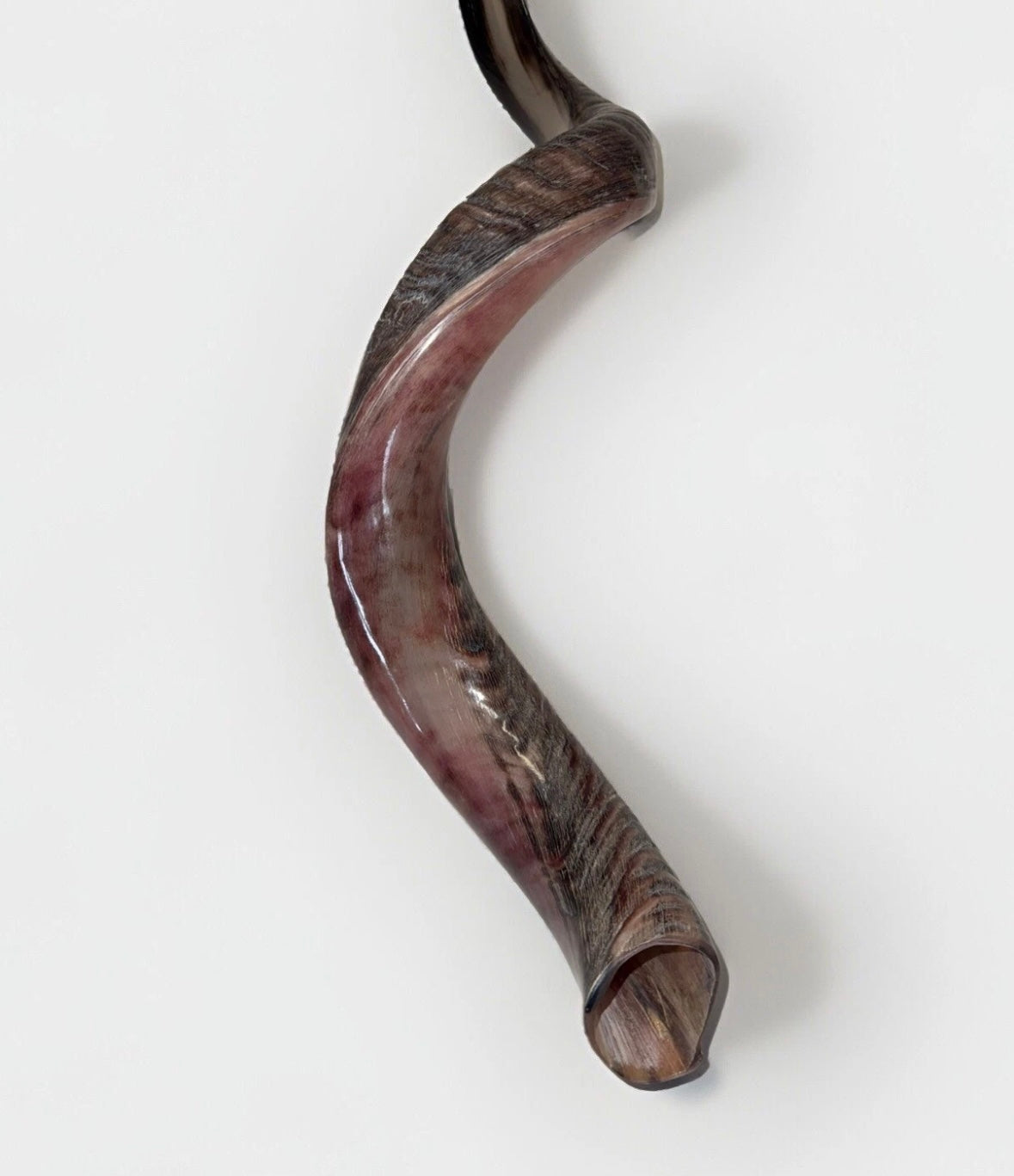 Yemenite Shofar Kudu Horn 27”-31”(70-80cm) New Half Polished Kosher