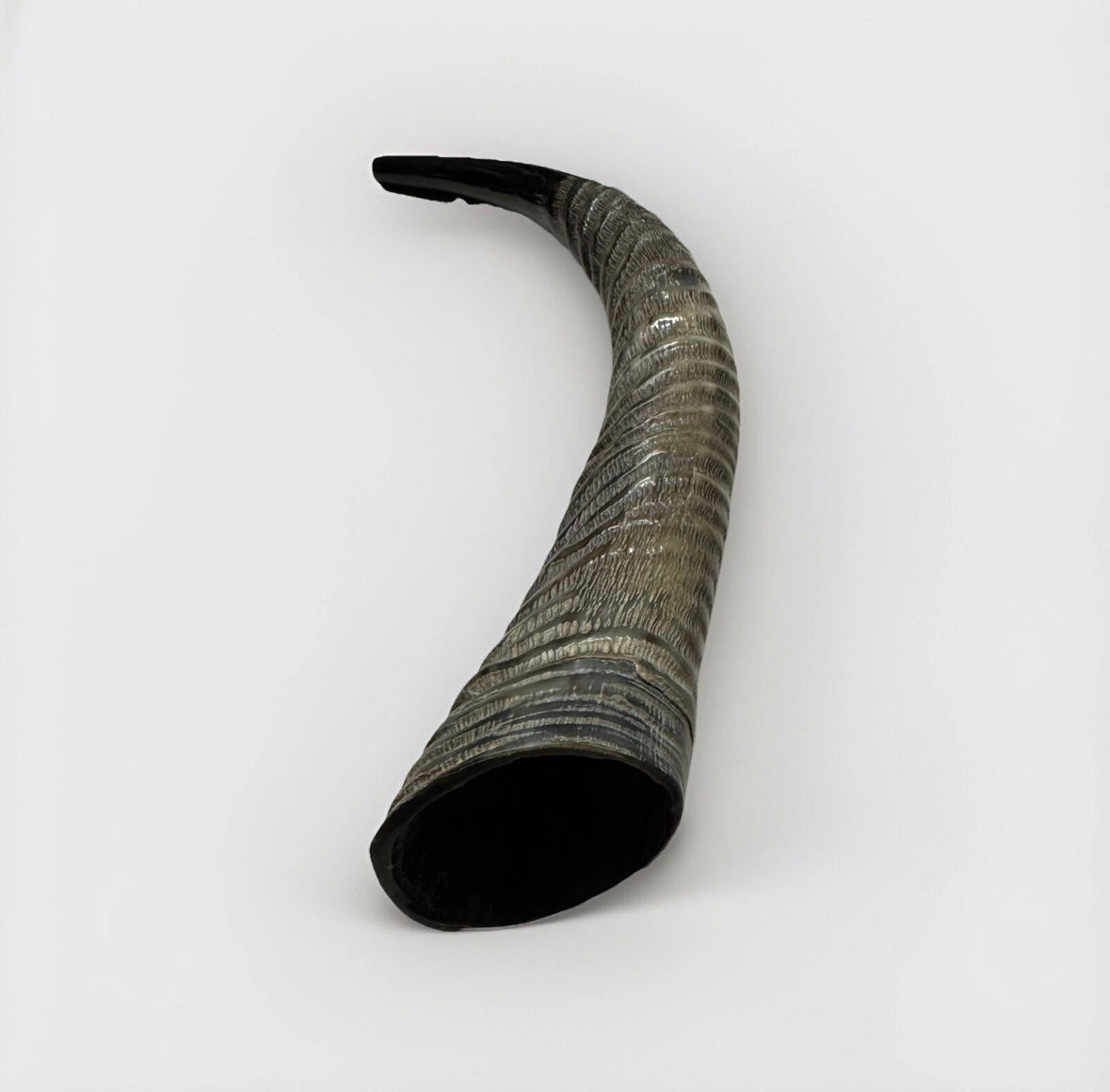 Waterbuck Horn Shofar Yemenite XL 22”-26” New Kosher Made