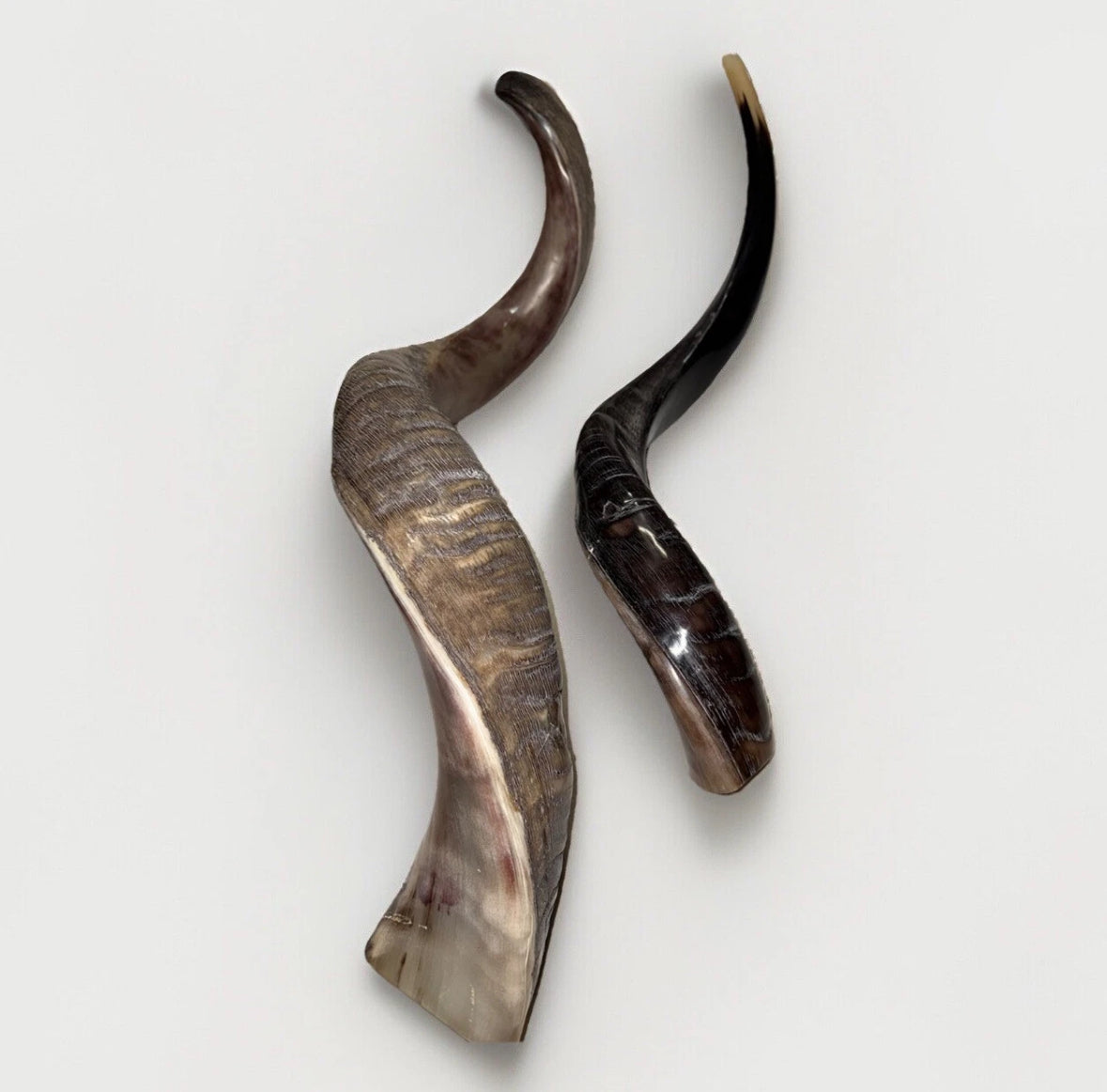 Yemenite Shofar Kudu Horns Set XXL 45” + 24”-26” New Kosher Half Polished