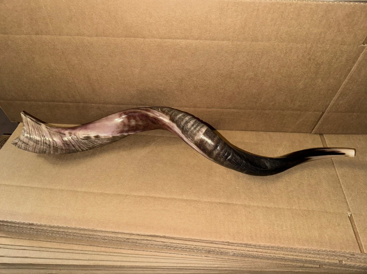 Yemenite Shofar Kudu Horn 31”-41” XL New Kosher Half Polished