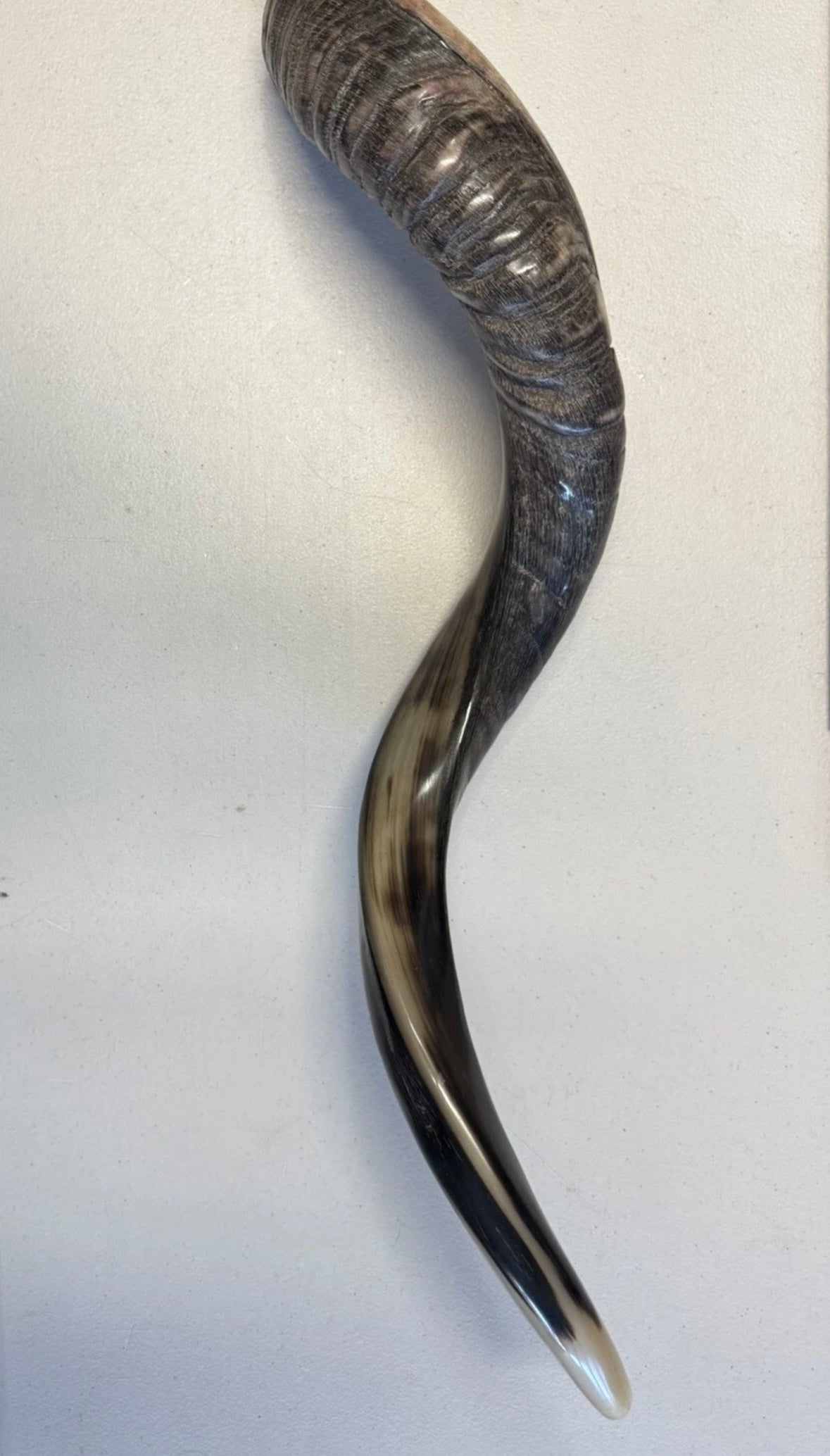 Yemenite Shofar Kudu Horn 27”-31”(70-80cm) New Half Polished Kosher