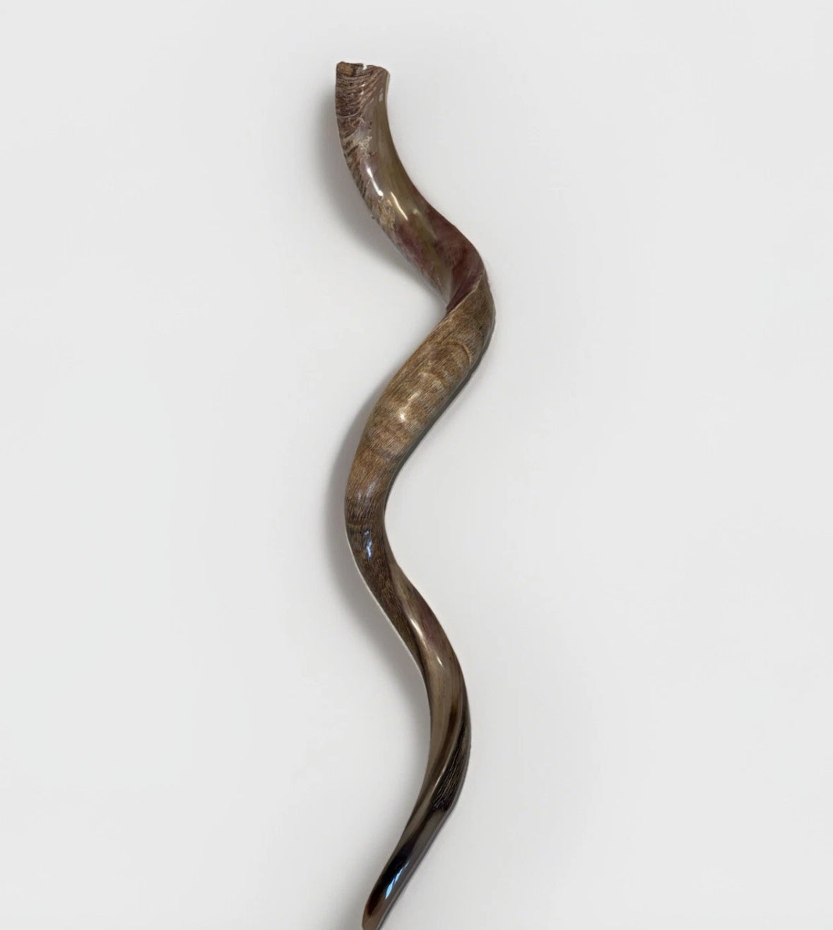 Yemenite Shofar Kudu Horn XXXL 50”-55" New Kosher Made Half Polished