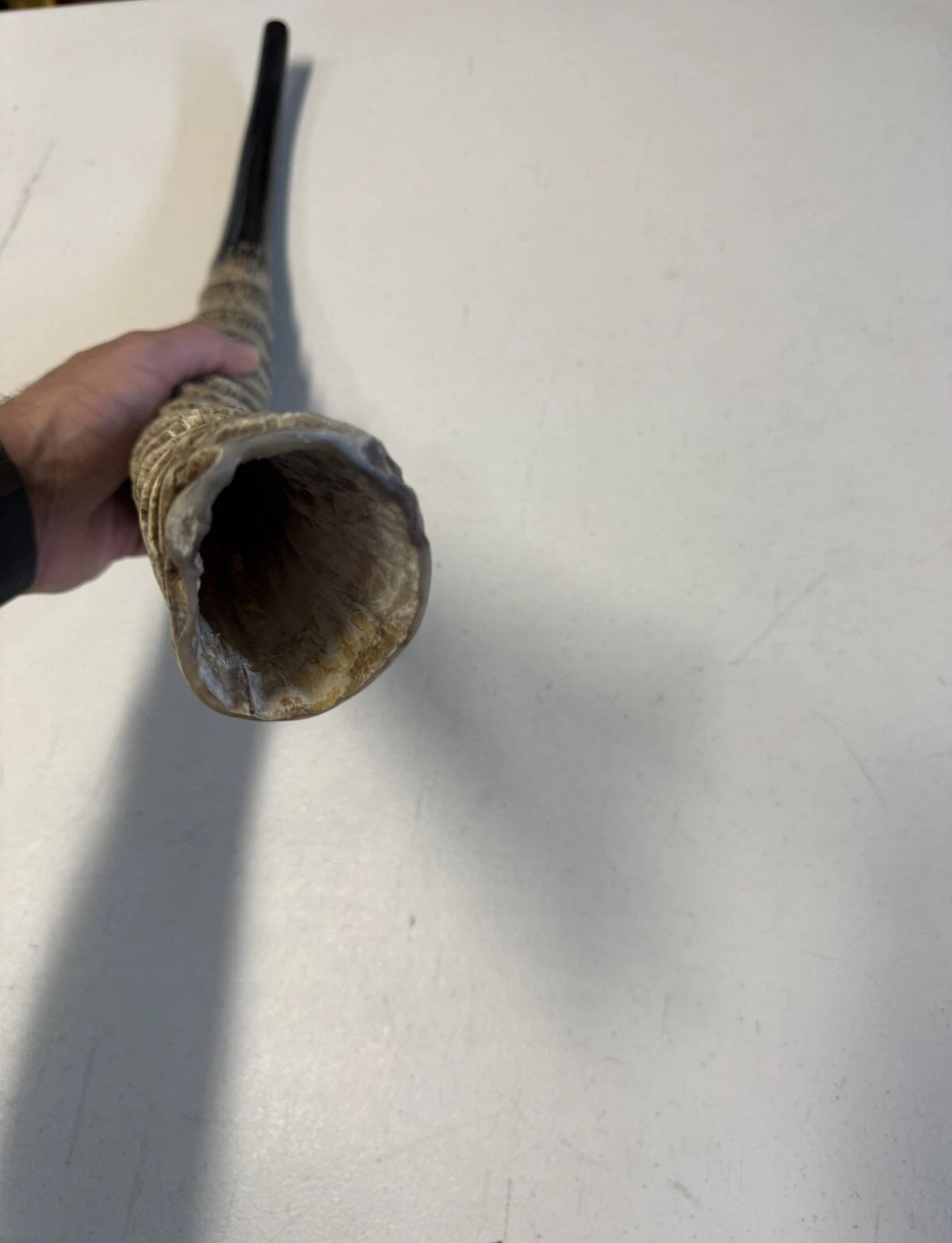 Waterbuck Horn Shofar Yemenite XL 22”-26” New Kosher Made