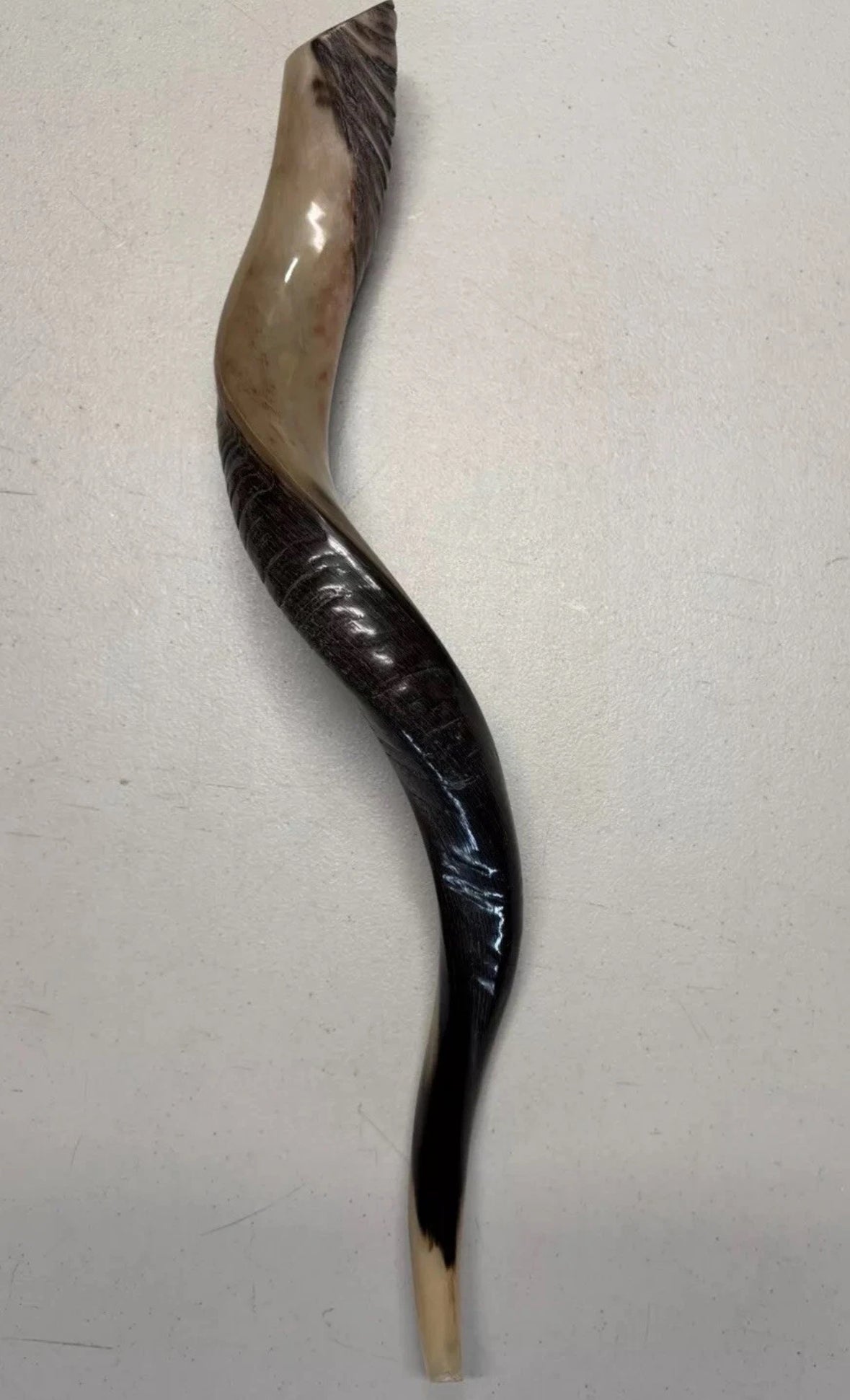 Yemenite Shofar Kudu Horn 24”-27”' New Kosher Made Half Polished