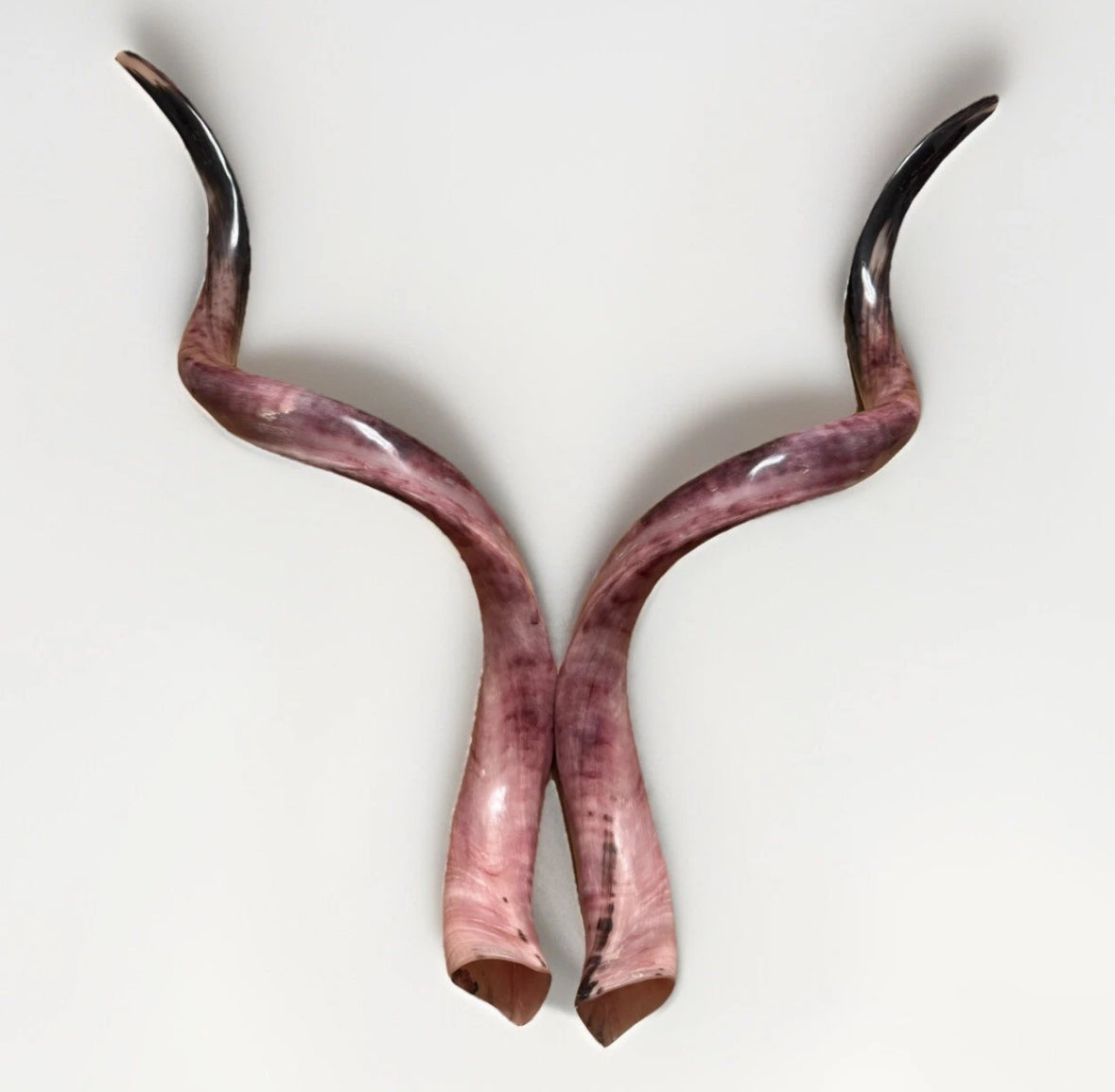 Twin Yemenite Kudu Horn Shofars Set 54" XXL Rare New Kosher Made Full Polished