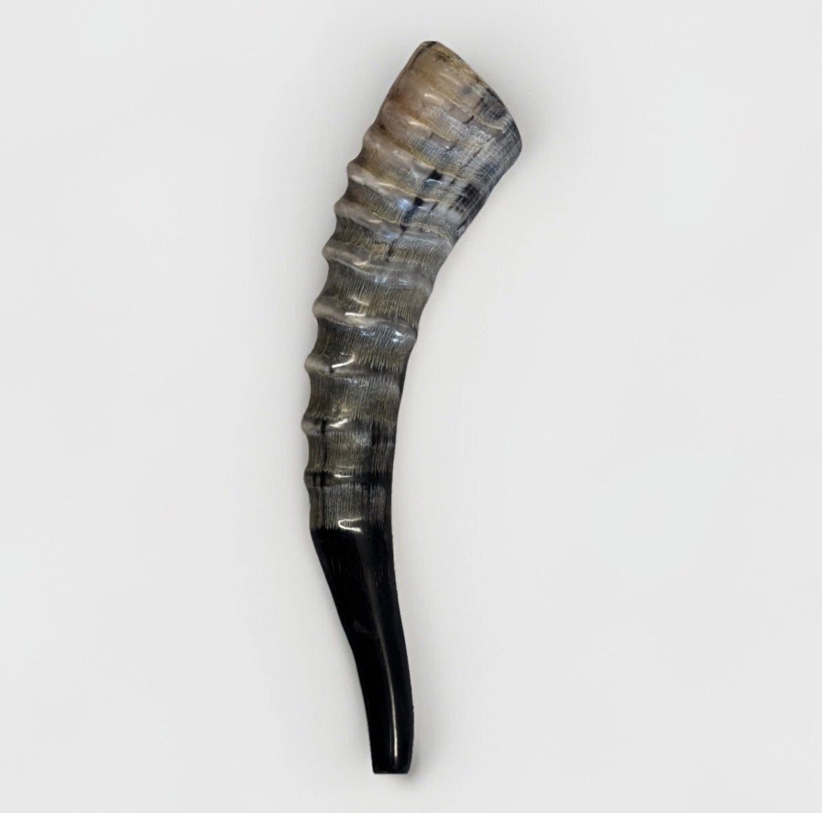Blesbok Horn Shofar Rare 10”-12” New Kosher Made