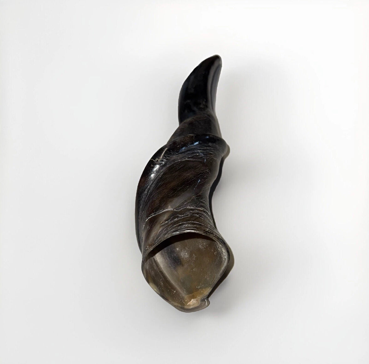 XL Eland Horn Shofar Horn Rare 18”-27” New Kosher Half Polished