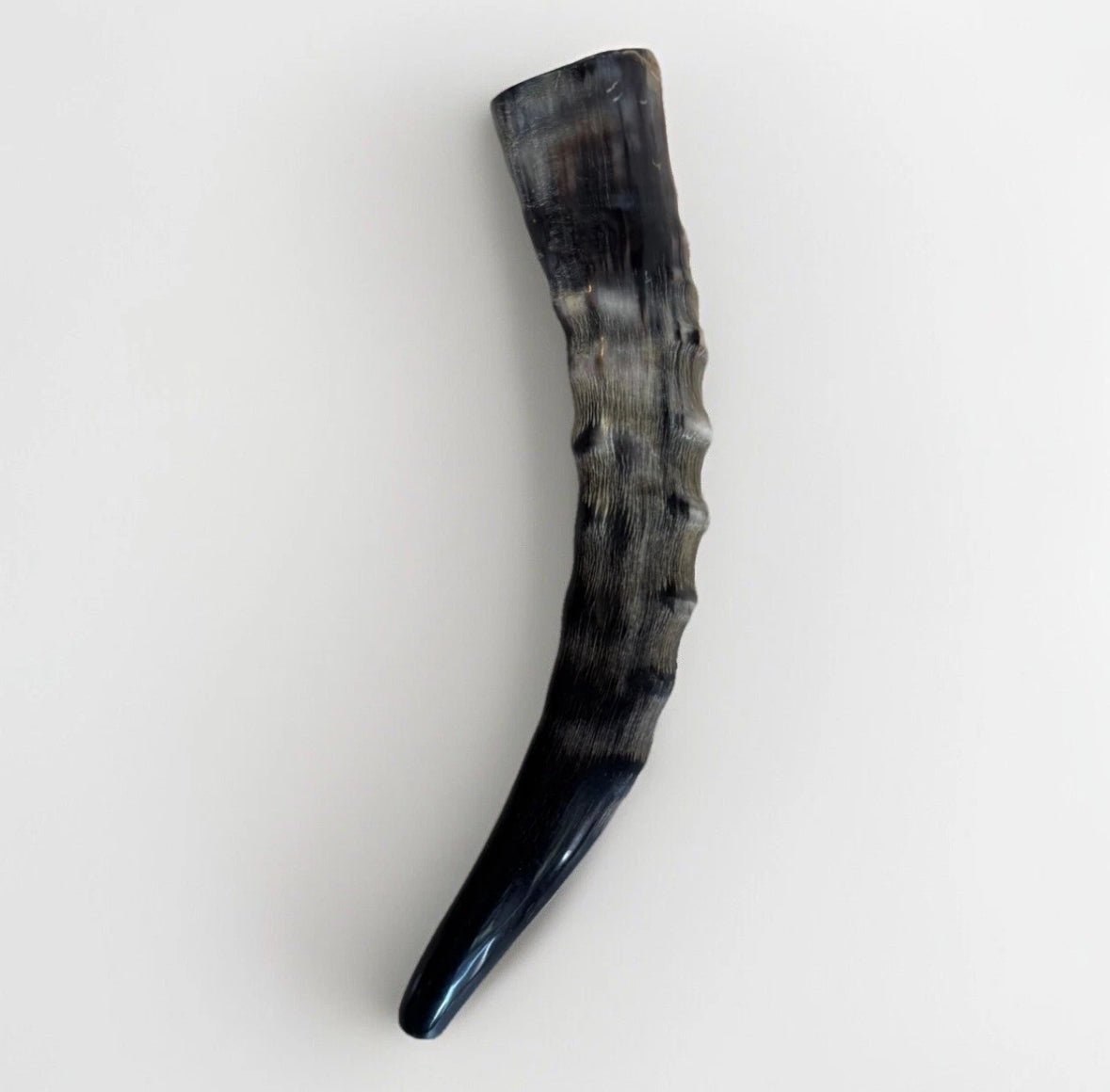Blesbok Horn Shofar Rare 10”-12” New Kosher Made