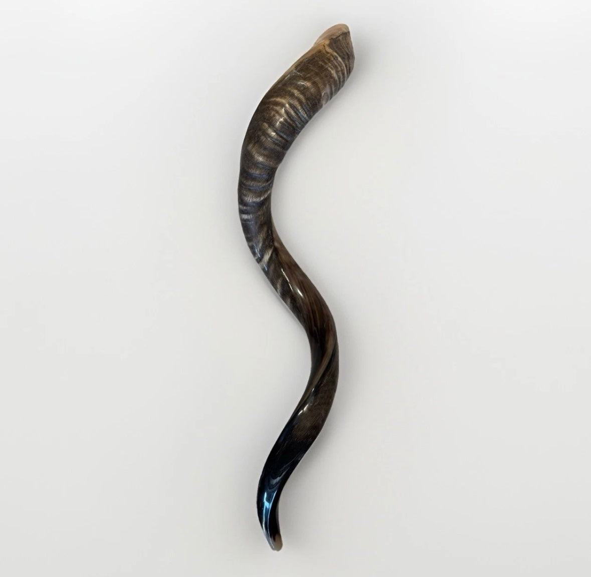 Yemenite Shofar Kudu Horn XXL 40”-44” New Half Polished Kosher