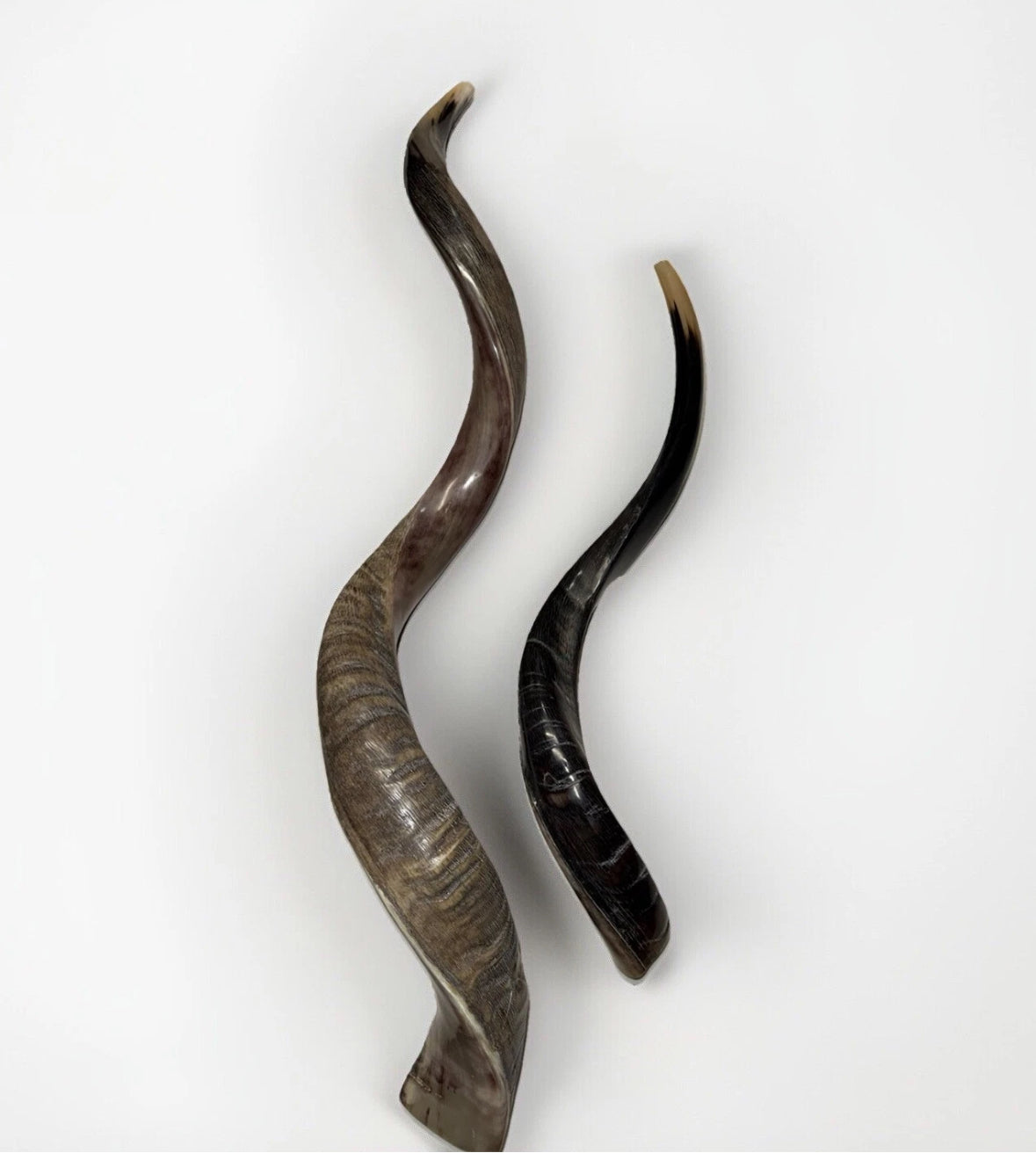 Yemenite Shofar Kudu Horns Set XXL 45” + 24”-26” New Kosher Half Polished