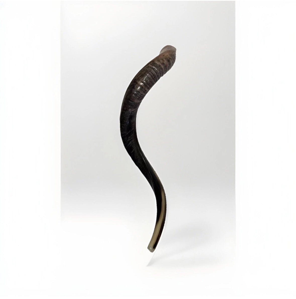 Yemenite Shofar Kudu Horn 24”-27”' New Kosher Made Half Polished