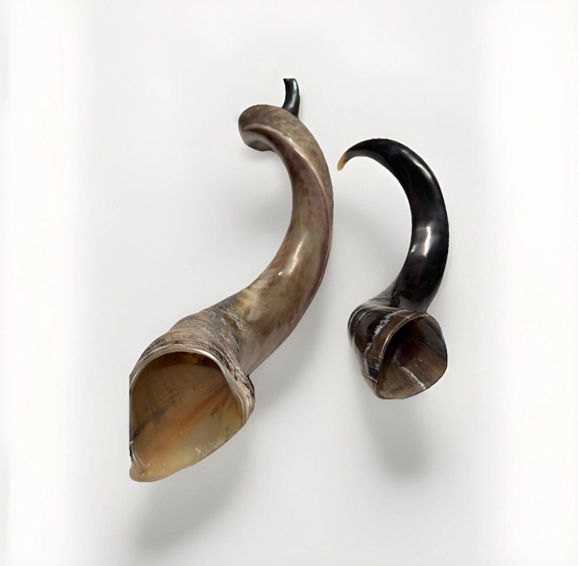 Yemenite Shofar Kudu Horns Set XXL 45” + 24”-26” New Kosher Half Polished