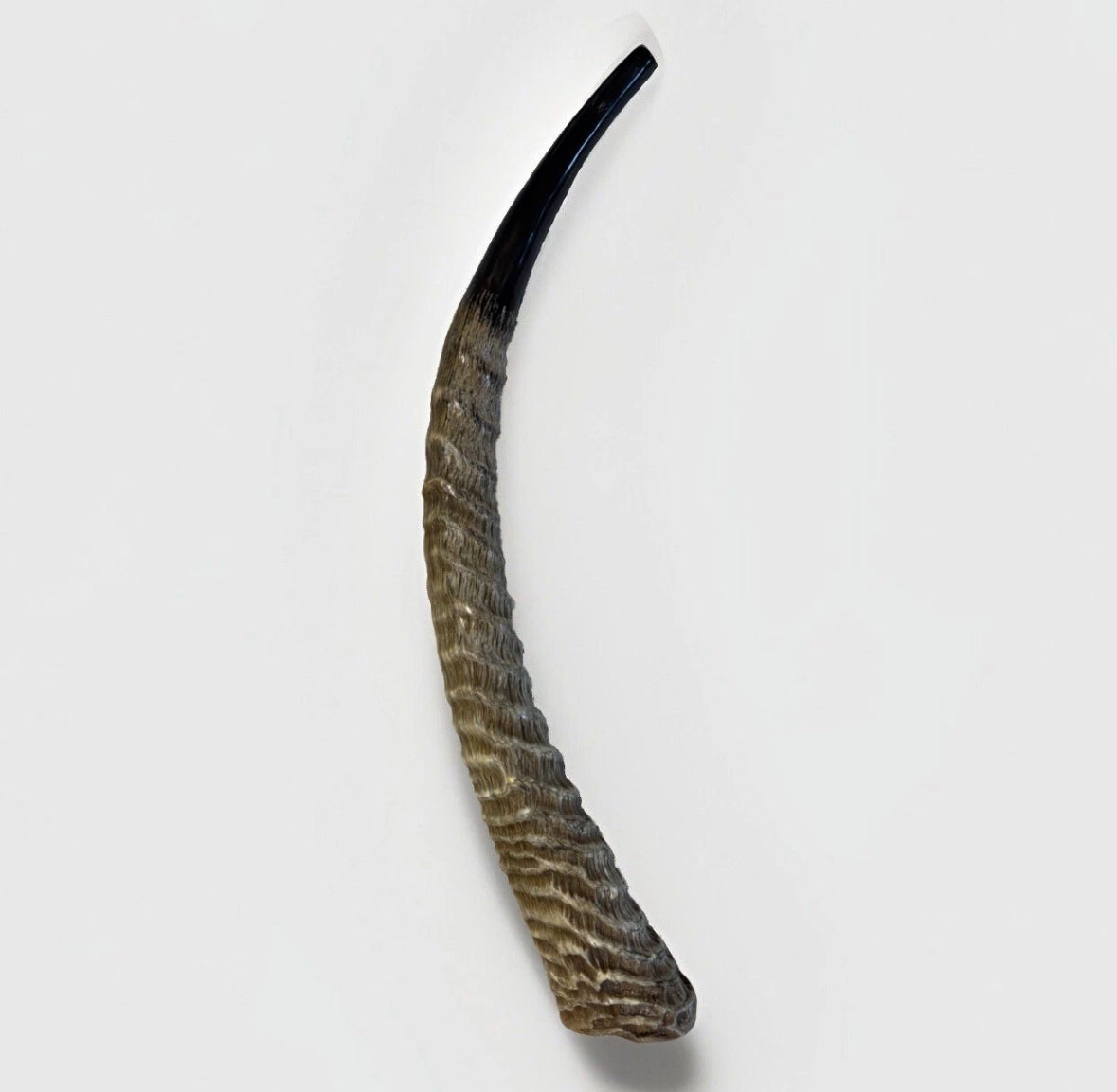 Waterbuck Horn Shofar Yemenite XL 22”-26” New Kosher Made